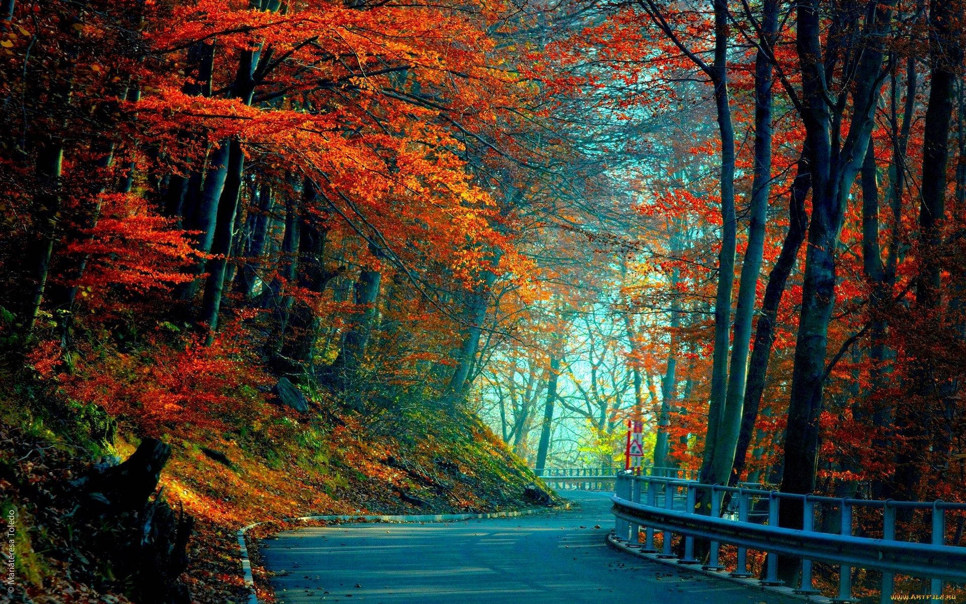 Autumn, winding road, red trees, Full HD Desktop Wallpaper