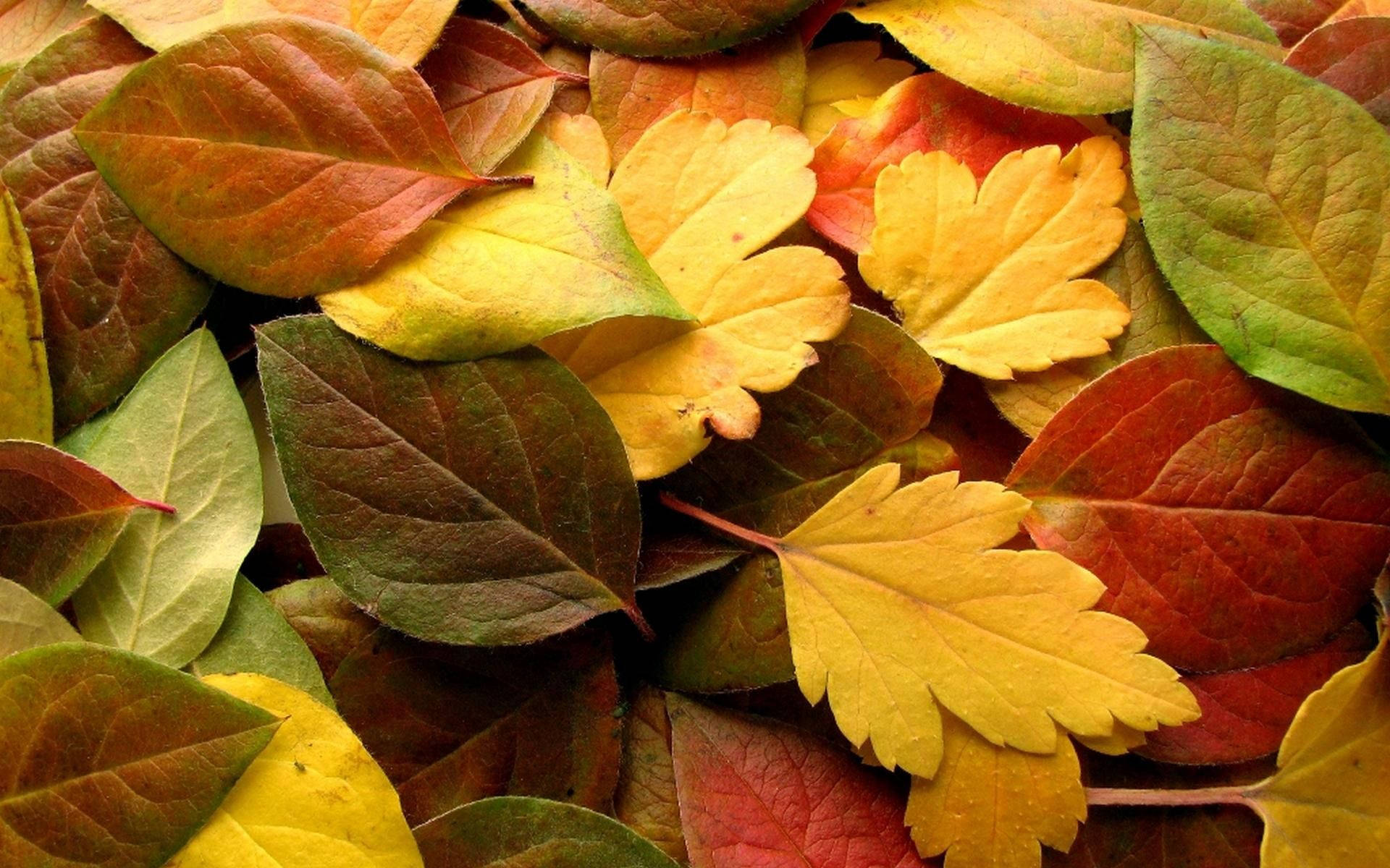 beech dogwoods, hickories, autumn leaves, Full HD Desktop Wallpaper