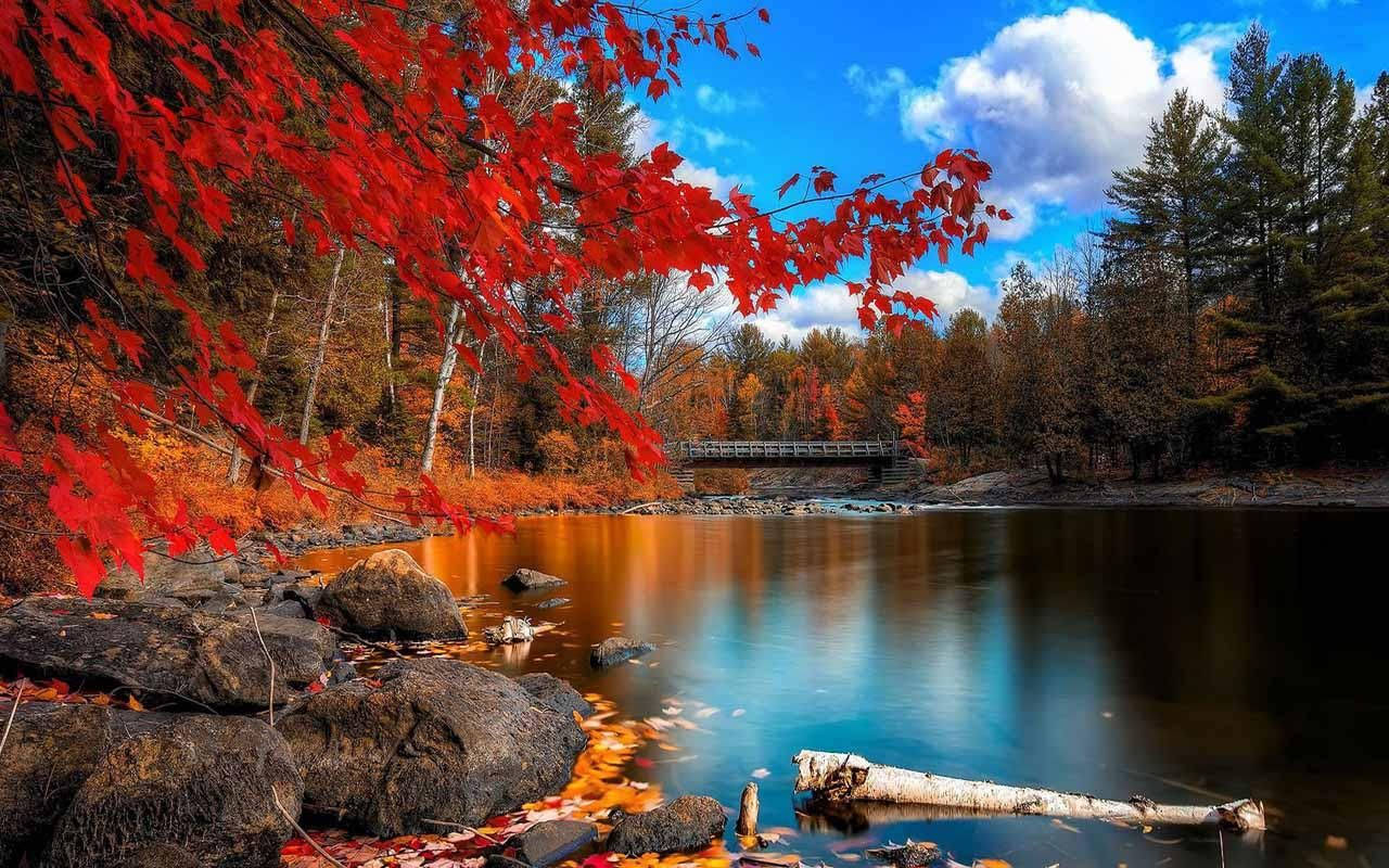 autumn lake, colorful trees, red maple leaves, HD Desktop Wallpaper