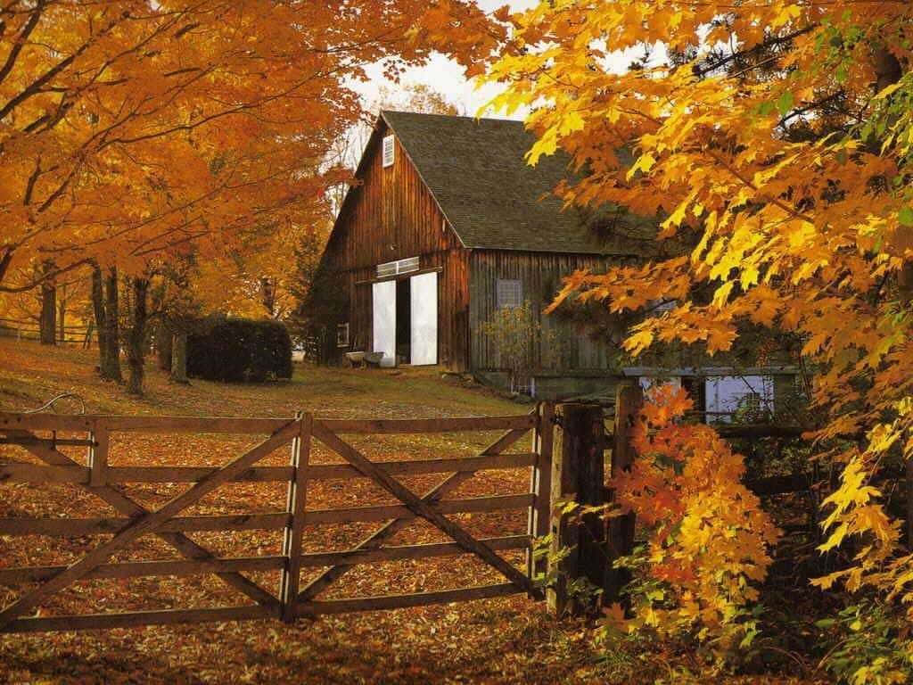 rustic wooden barn, gate, vibrant golden maple trees, SD Desktop Wallpaper