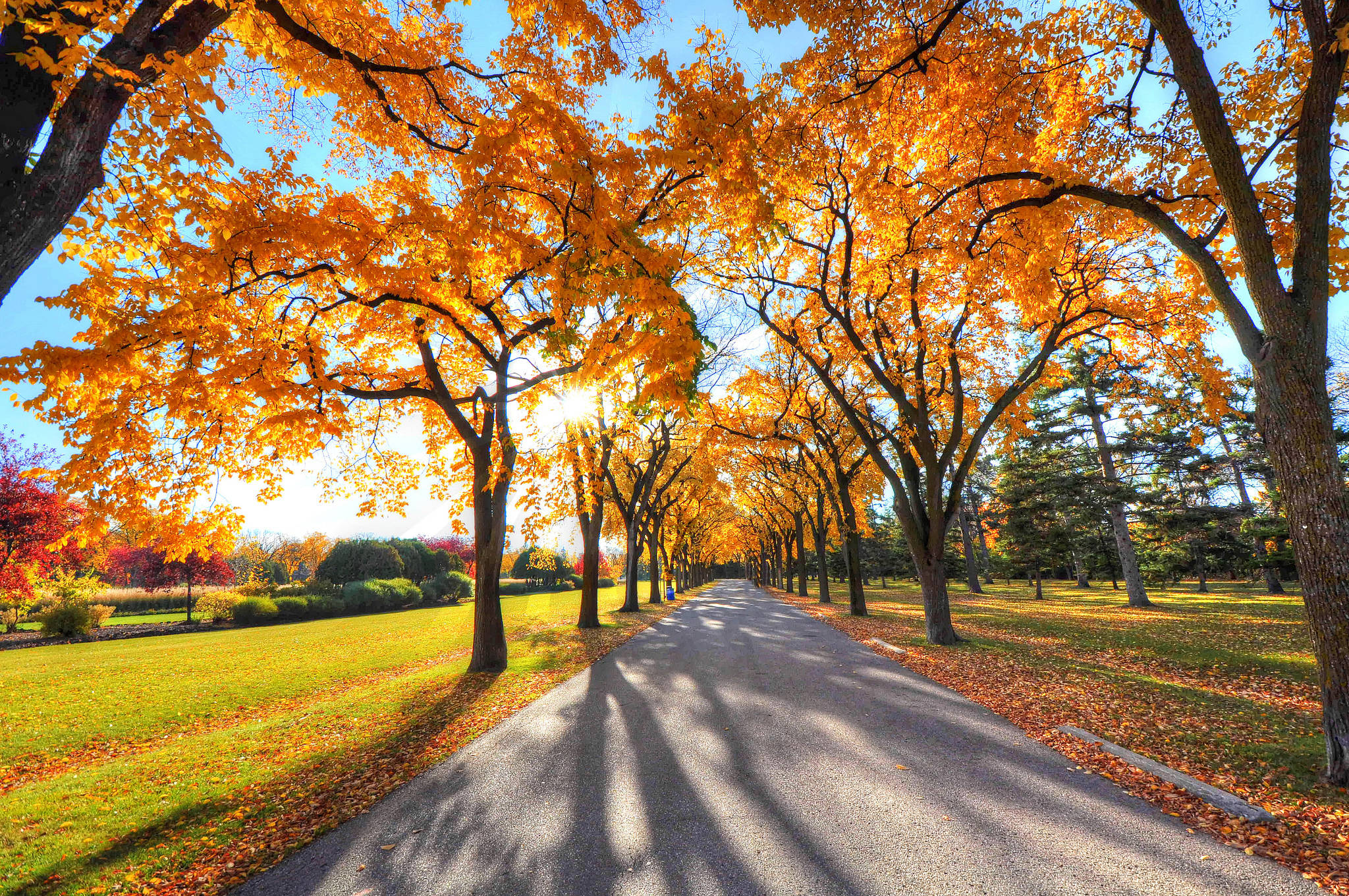 autumn yellow hickories trees, Golden Autumn, vibrant orange autumn trees, Full HD Desktop Wallpaper