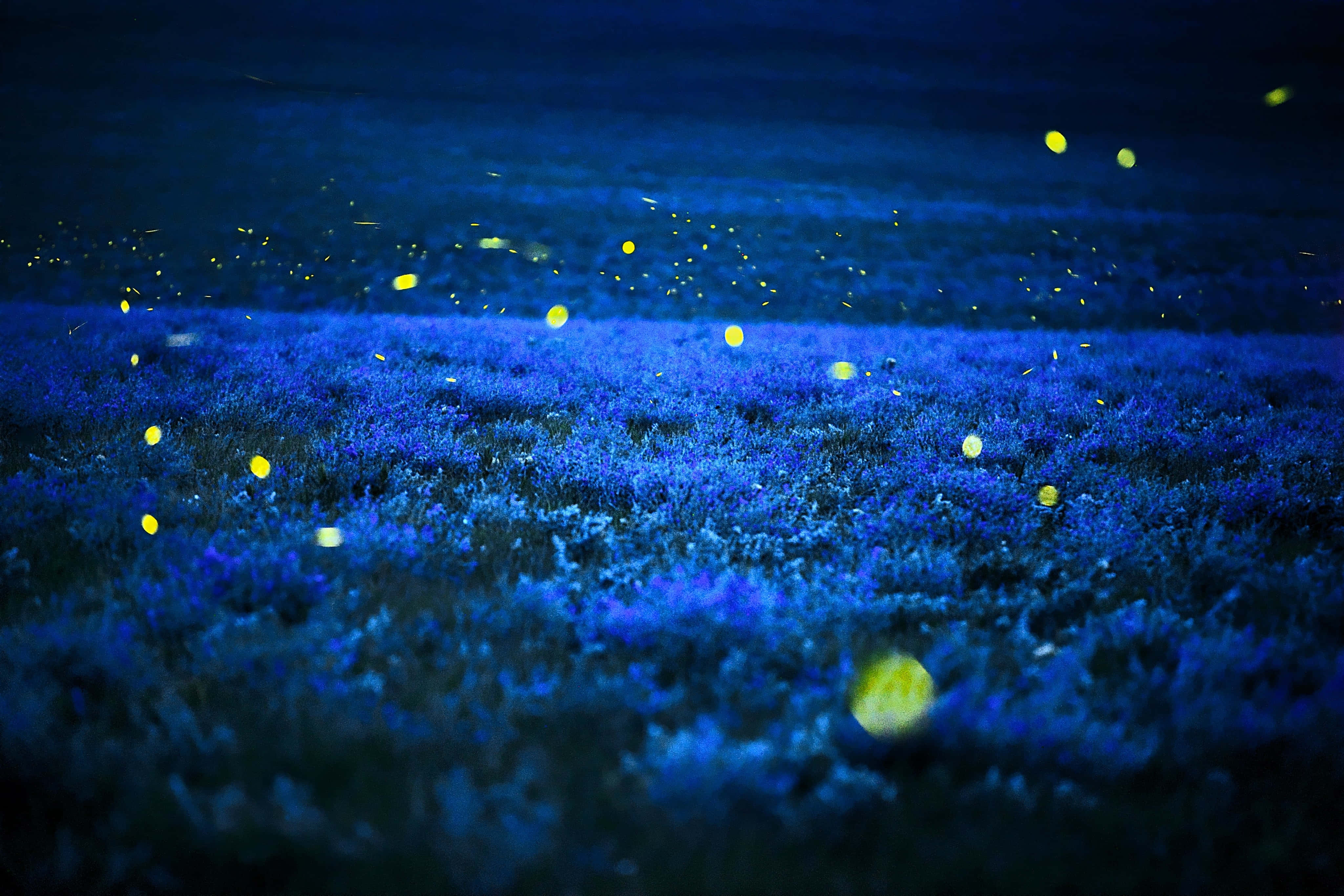 Avatar Pandora, Pandora, glowing blue grass, 4K Desktop Wallpaper