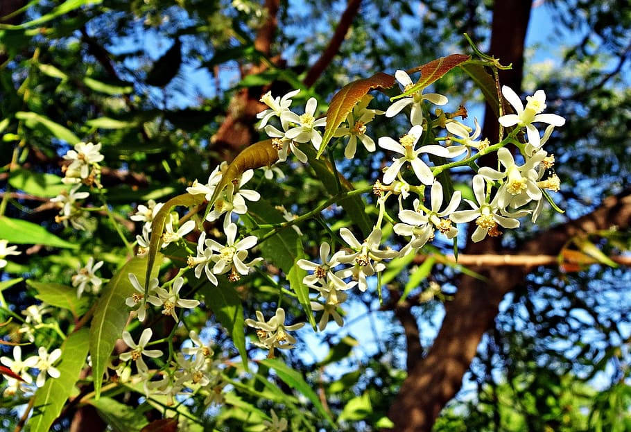Ayurveda HD, neem tree, white flowers, SD Desktop Wallpaper