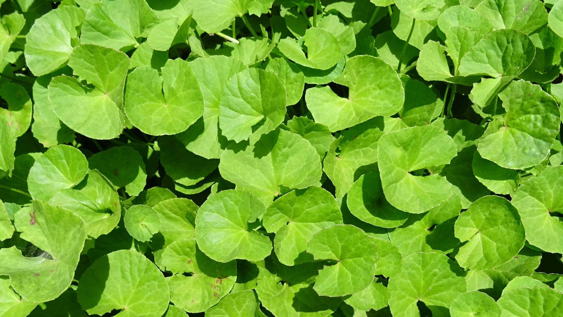 Ayurveda HD, green medicinal leaves, sunlit, Full HD Desktop Wallpaper