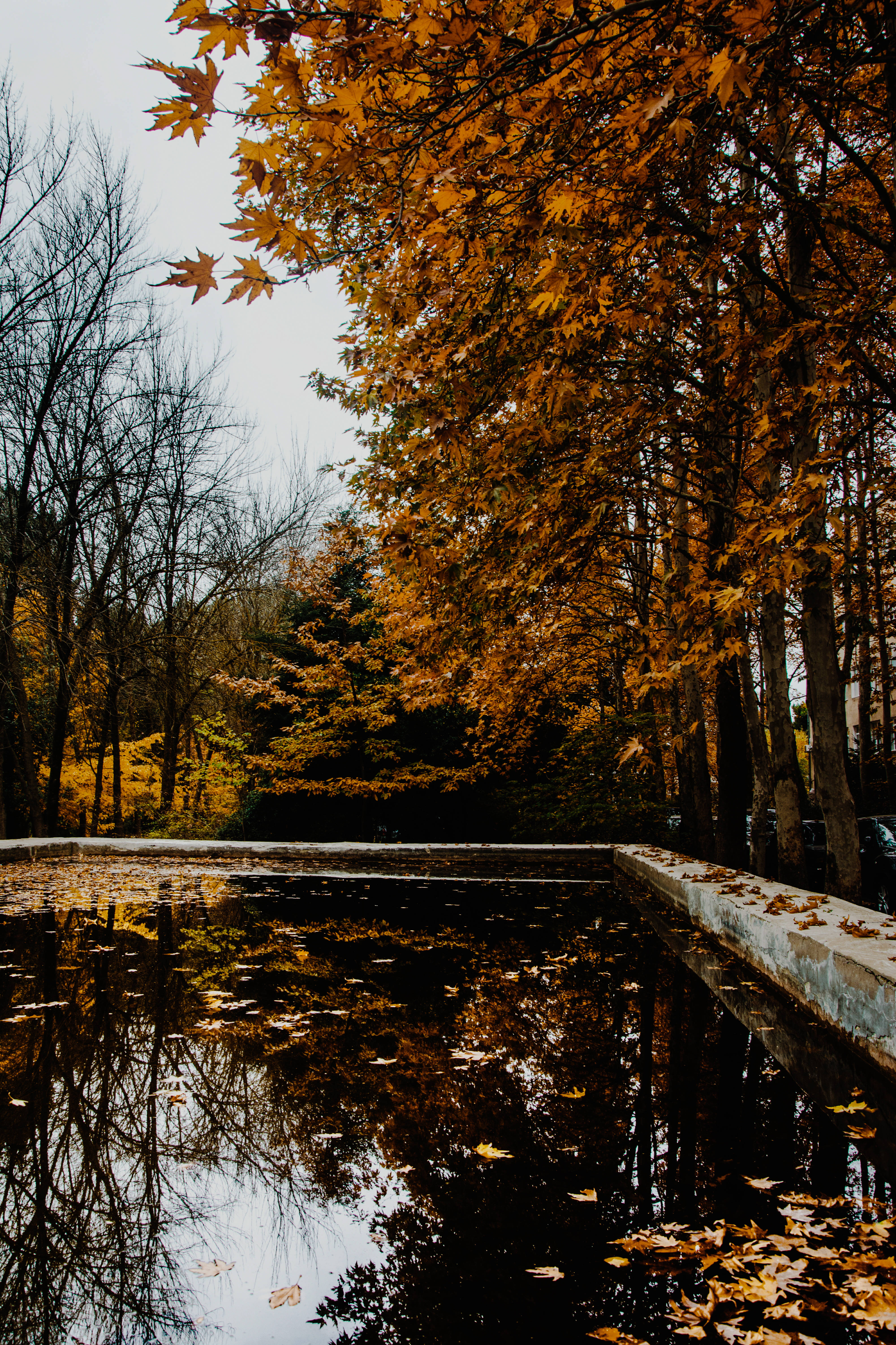 Azerbaijan, fall, golden autumn leaves, 5K Phone Wallpaper
