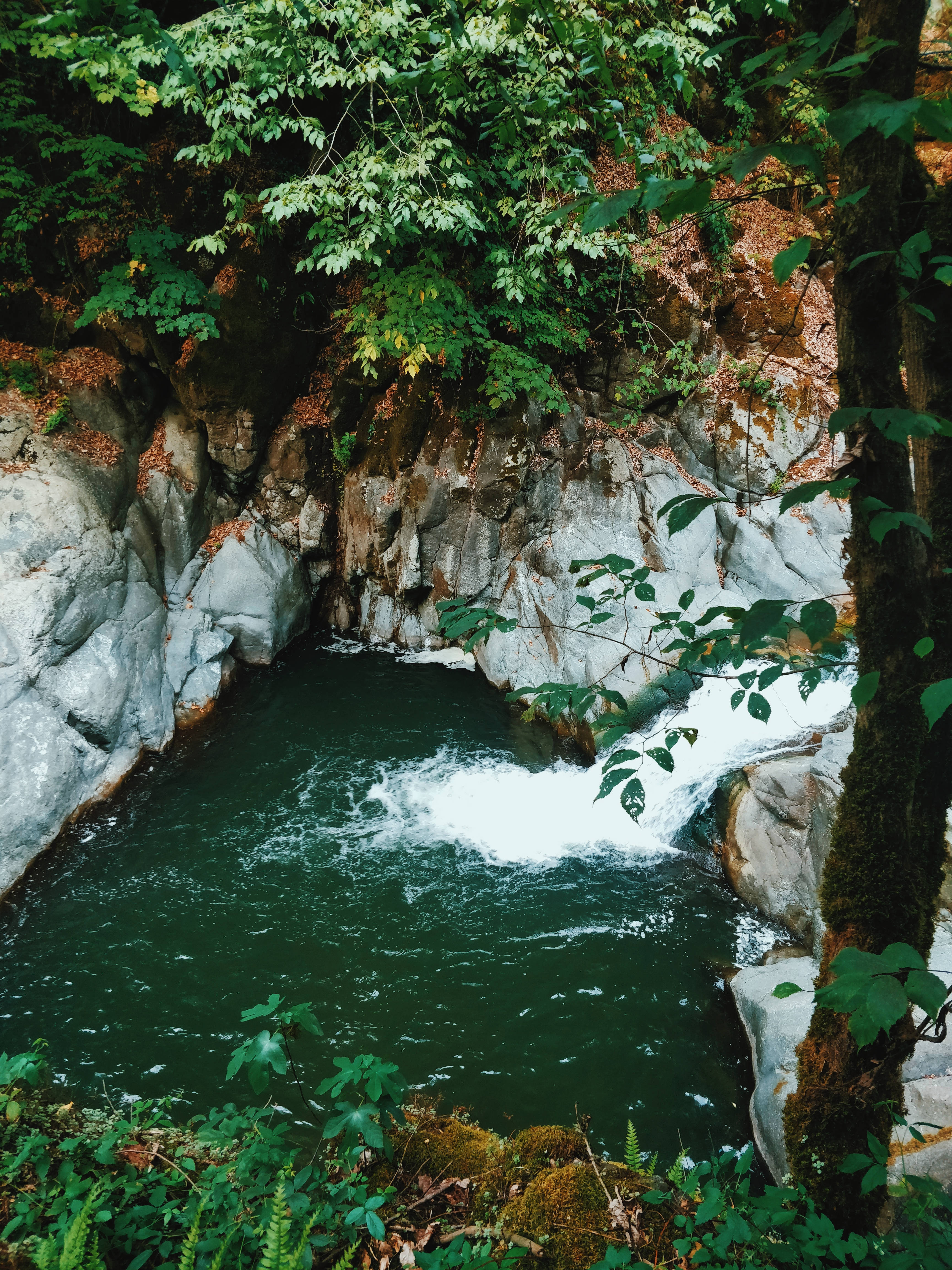 Azerbaijan, lush green forest canyon, rushing river, 4K Phone Wallpaper