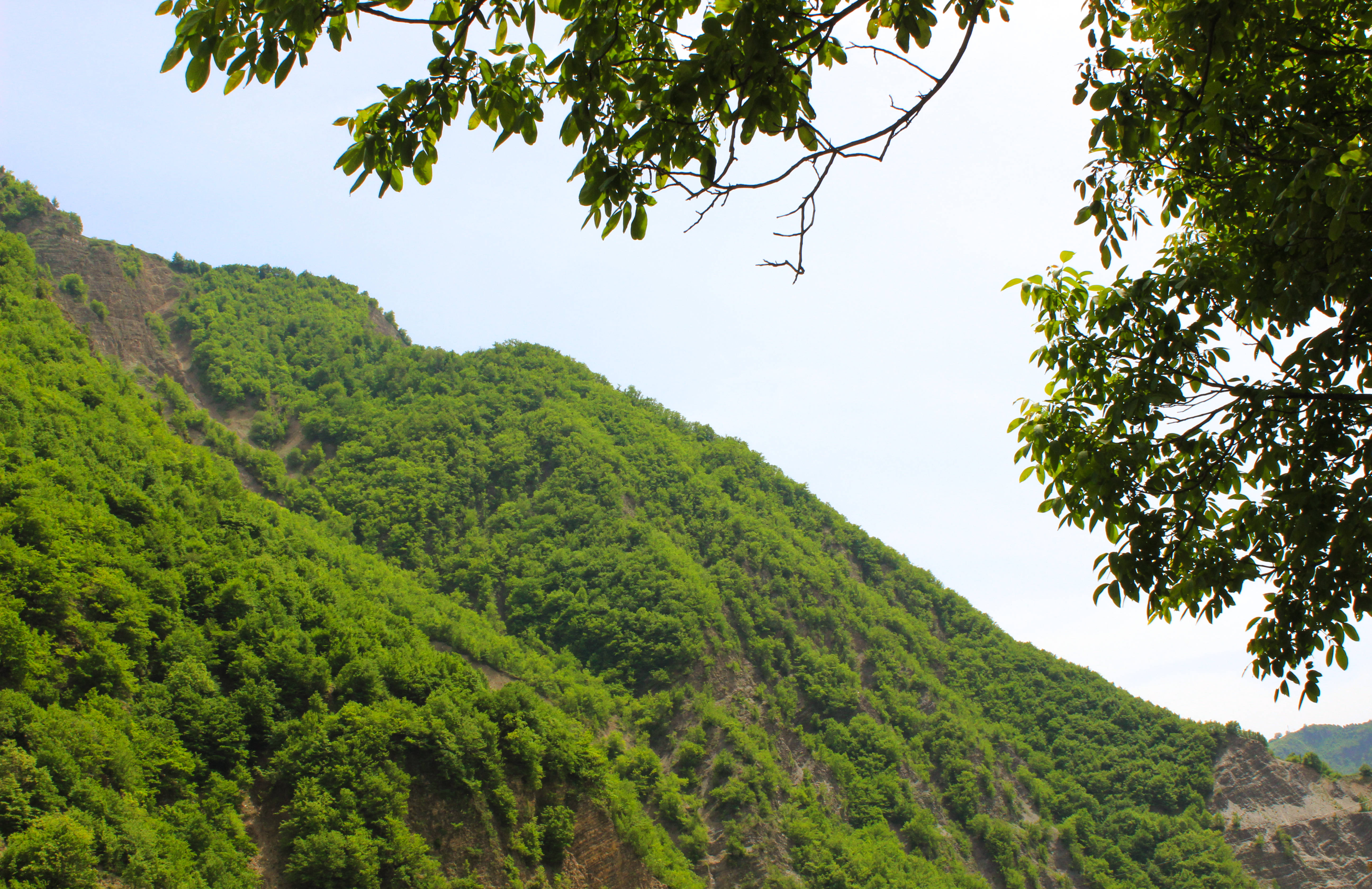 Azerbaijan, green mountain, lush green forested mountain slope, 5K Desktop Wallpaper