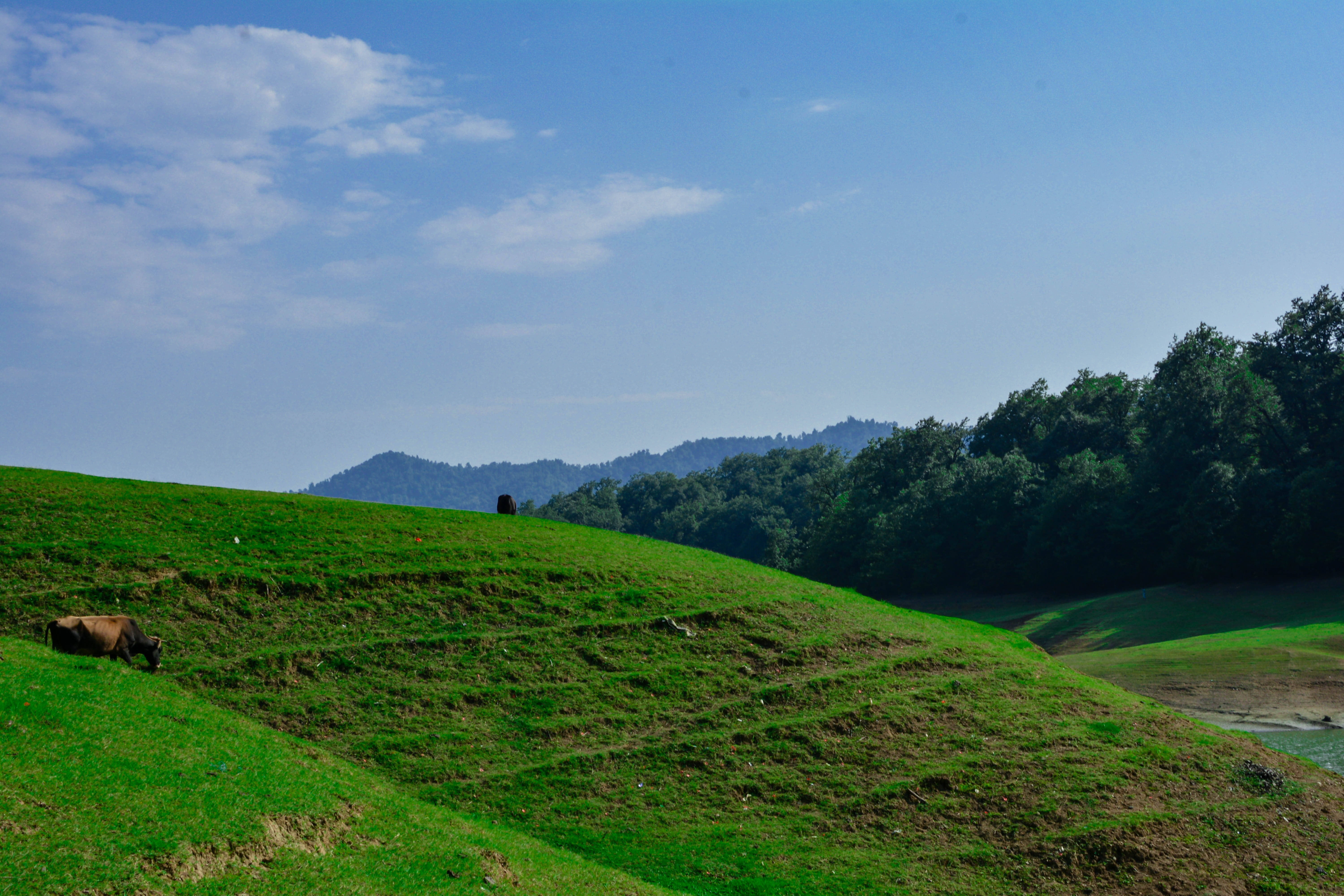 Azerbaijan, trees, grassland, 5K Desktop Wallpaper