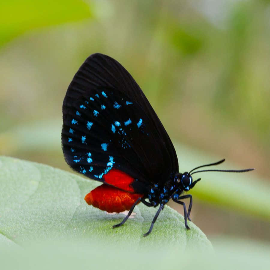 Azure Blue, black butterfly, electric blue spots, SD Desktop Wallpaper