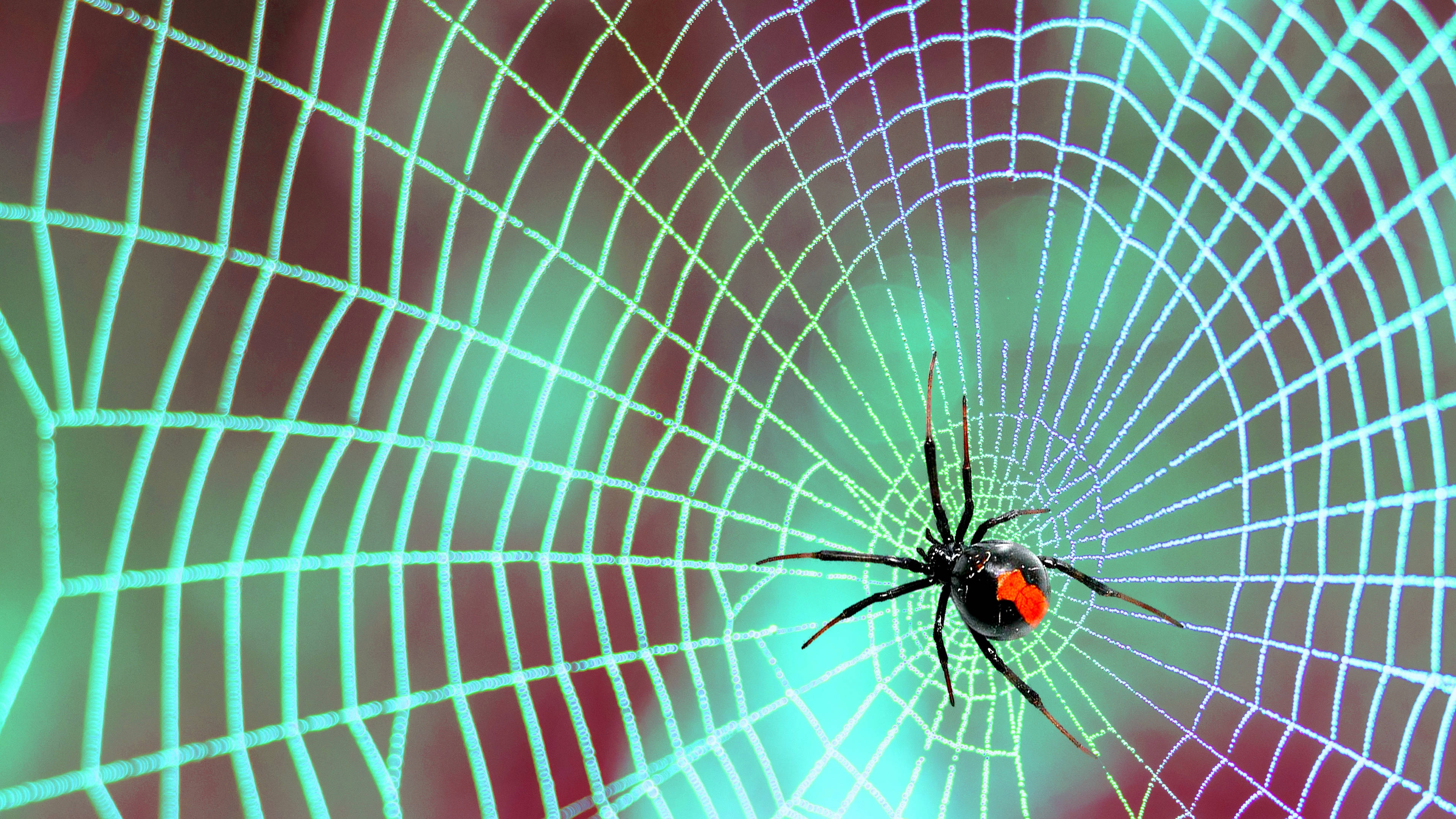 black widow spider, red hourglass, glowing neon web, 4K Desktop Wallpaper