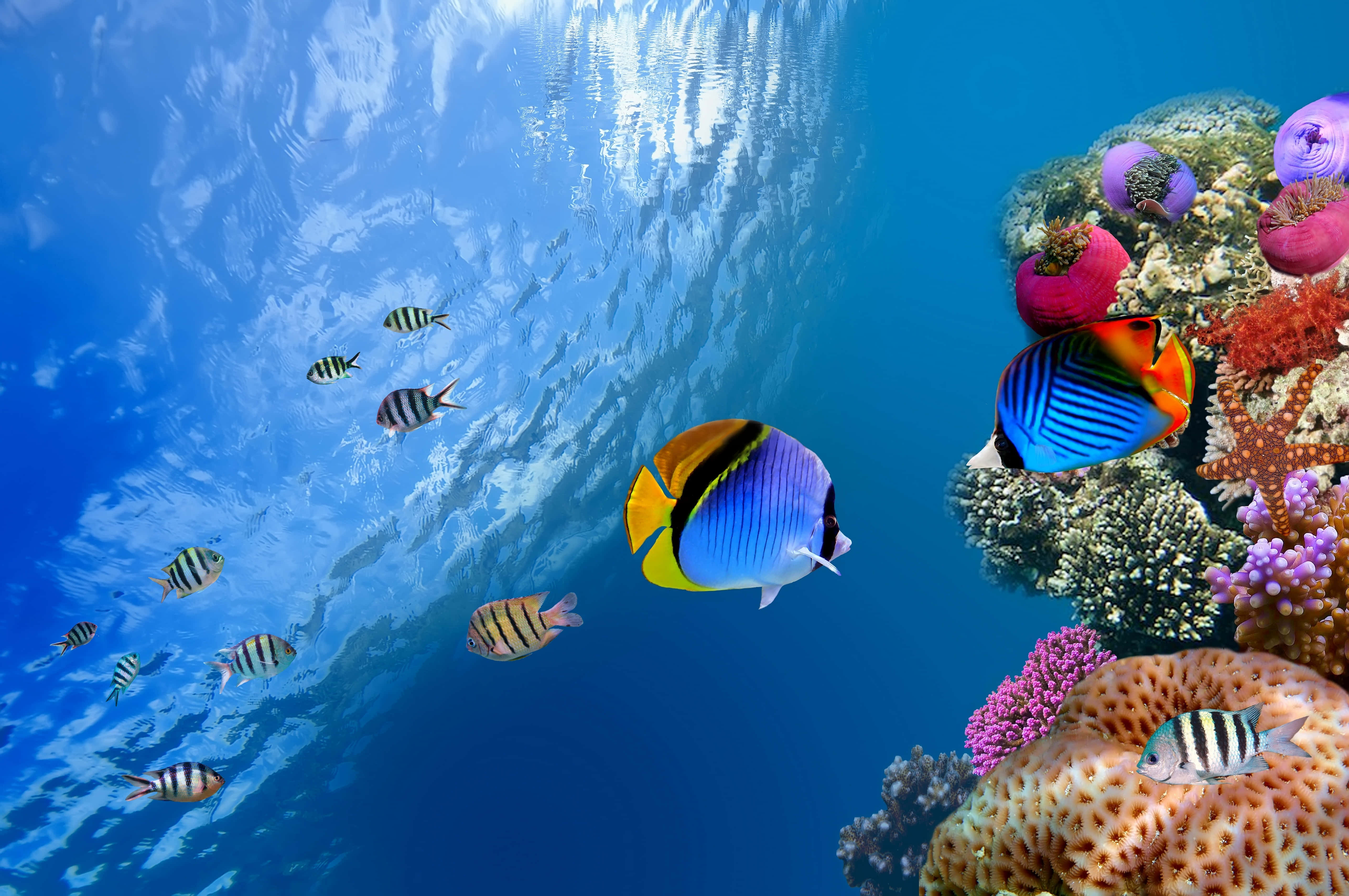 Azure Ocean, tropical fish, colorful coral reefs, 5K Desktop Wallpaper