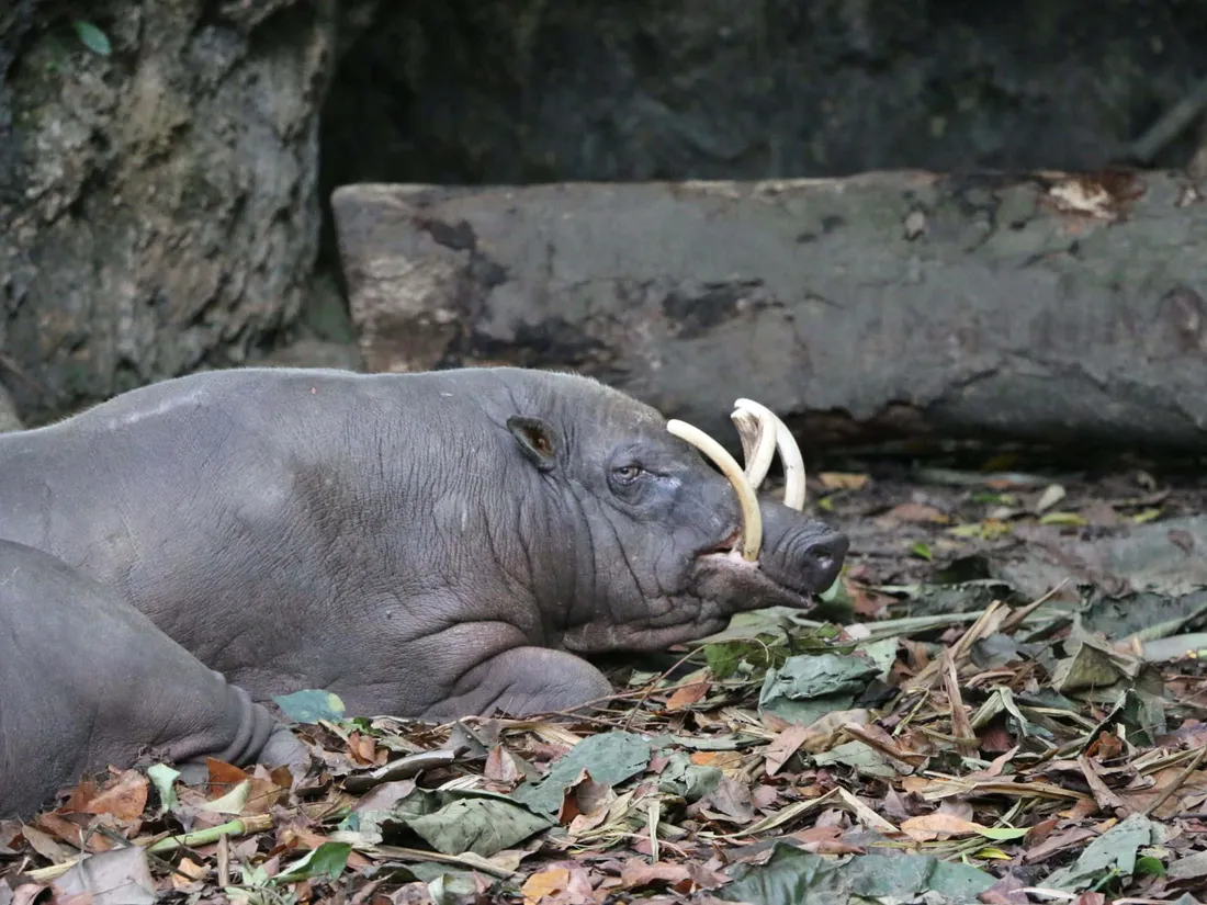Babirusa