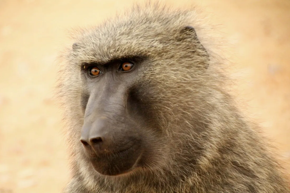 Baboon