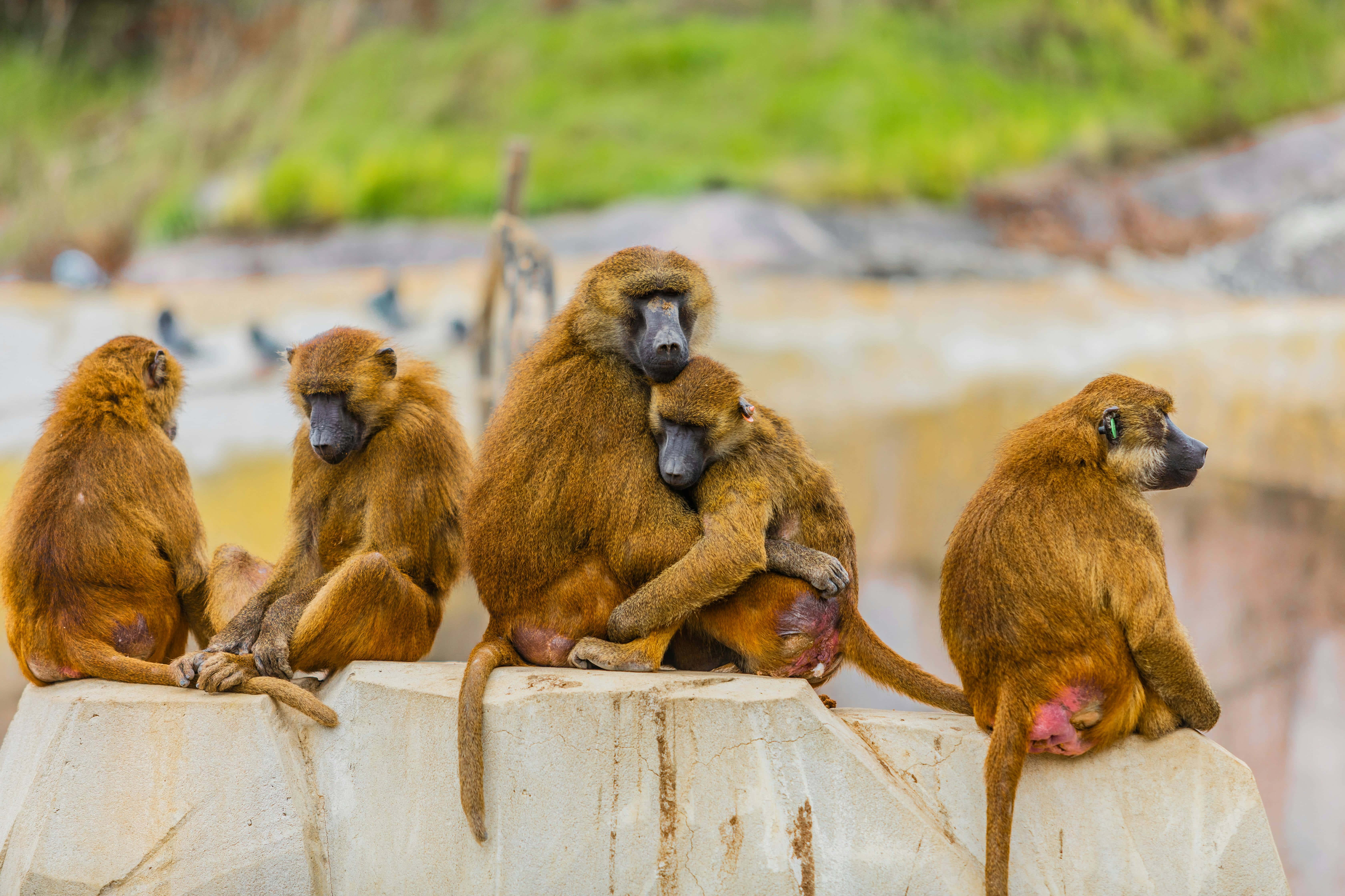 Baboon, golden baboons, weathered stone ledge, 5K Desktop Wallpaper