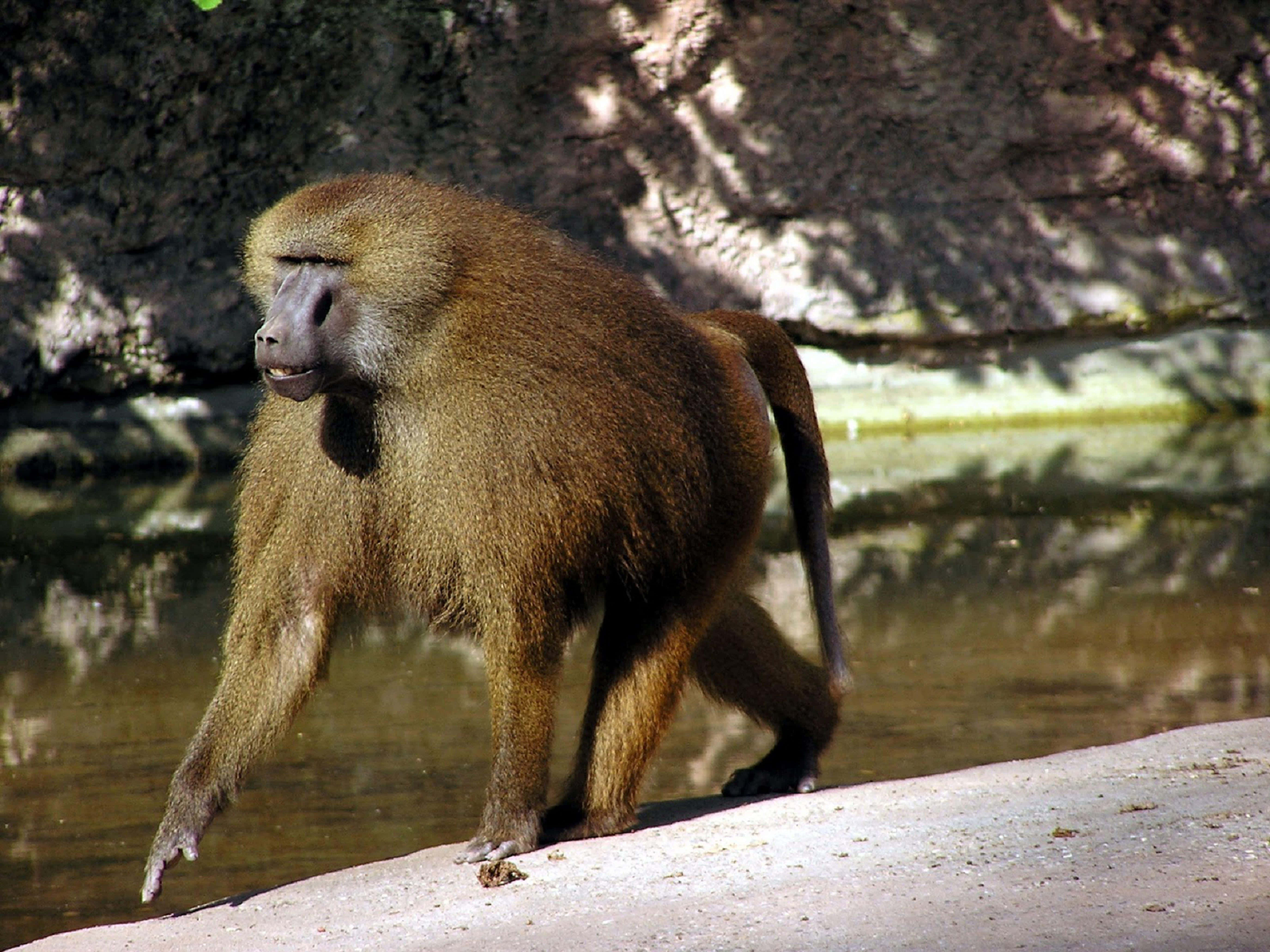 baboon, sunlit riverbank, water, 5K Desktop Wallpaper