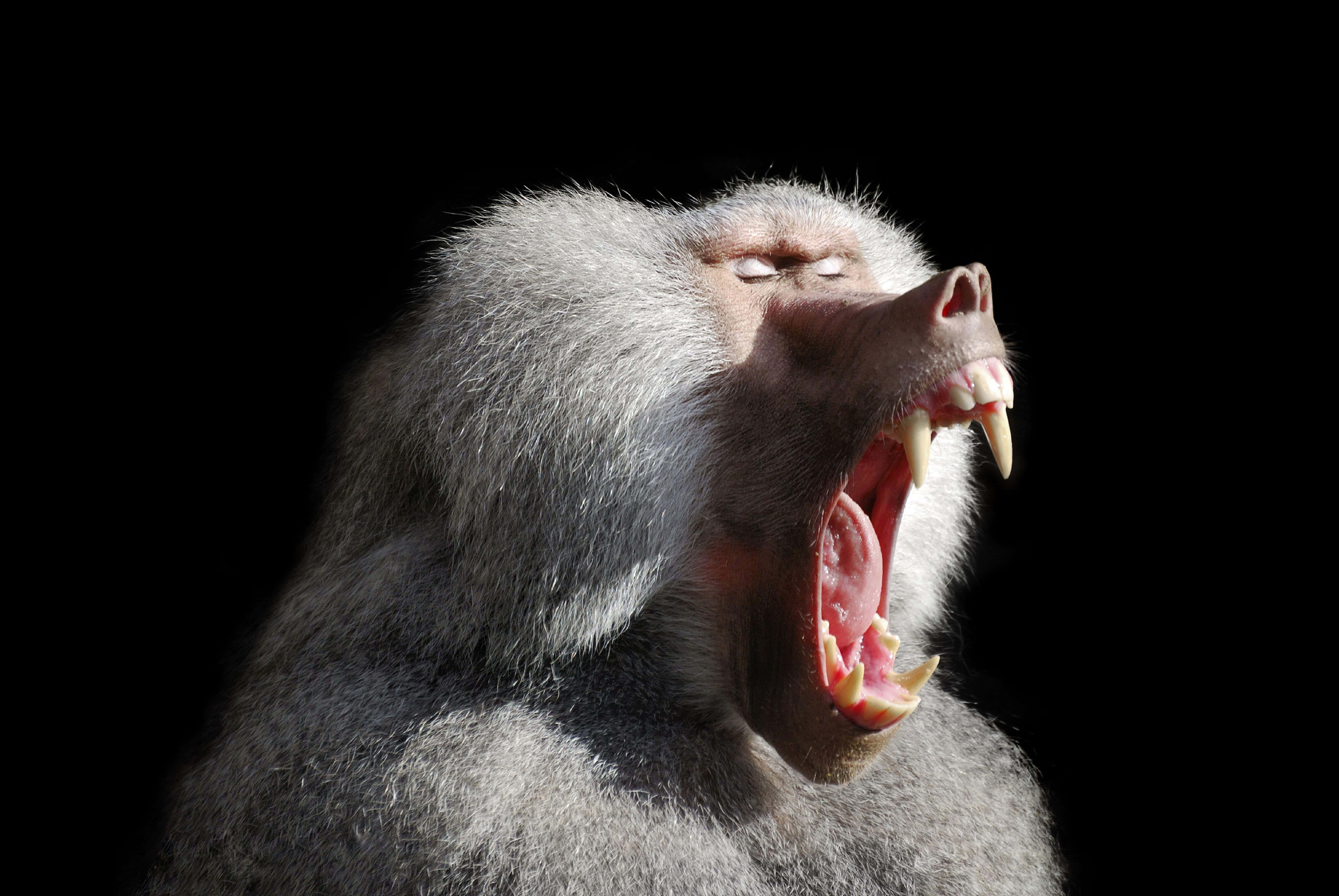 Baboon, gray fur, yawning, 5K Desktop Wallpaper