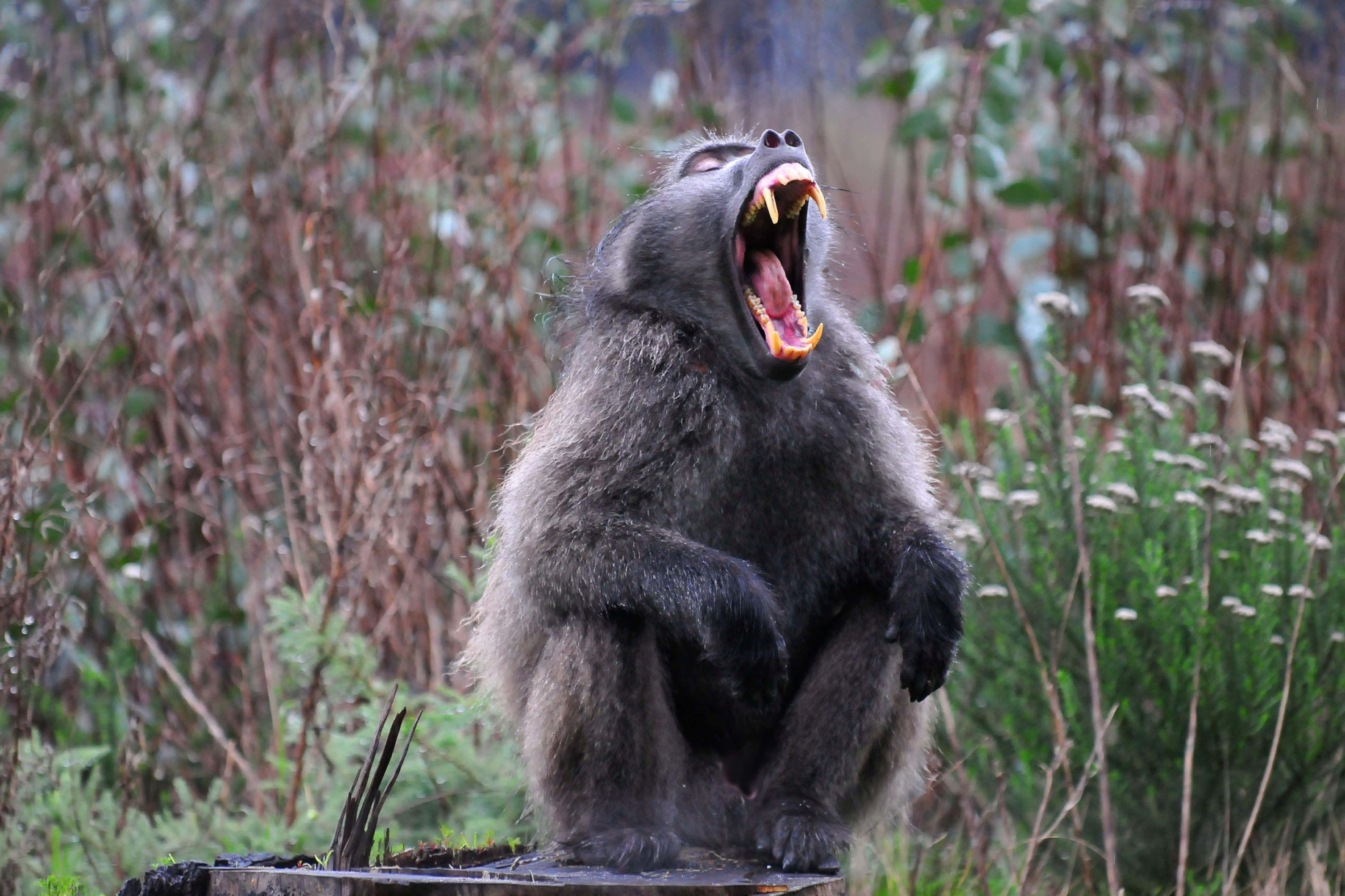 baboon, yawning, log, 5K Desktop Wallpaper