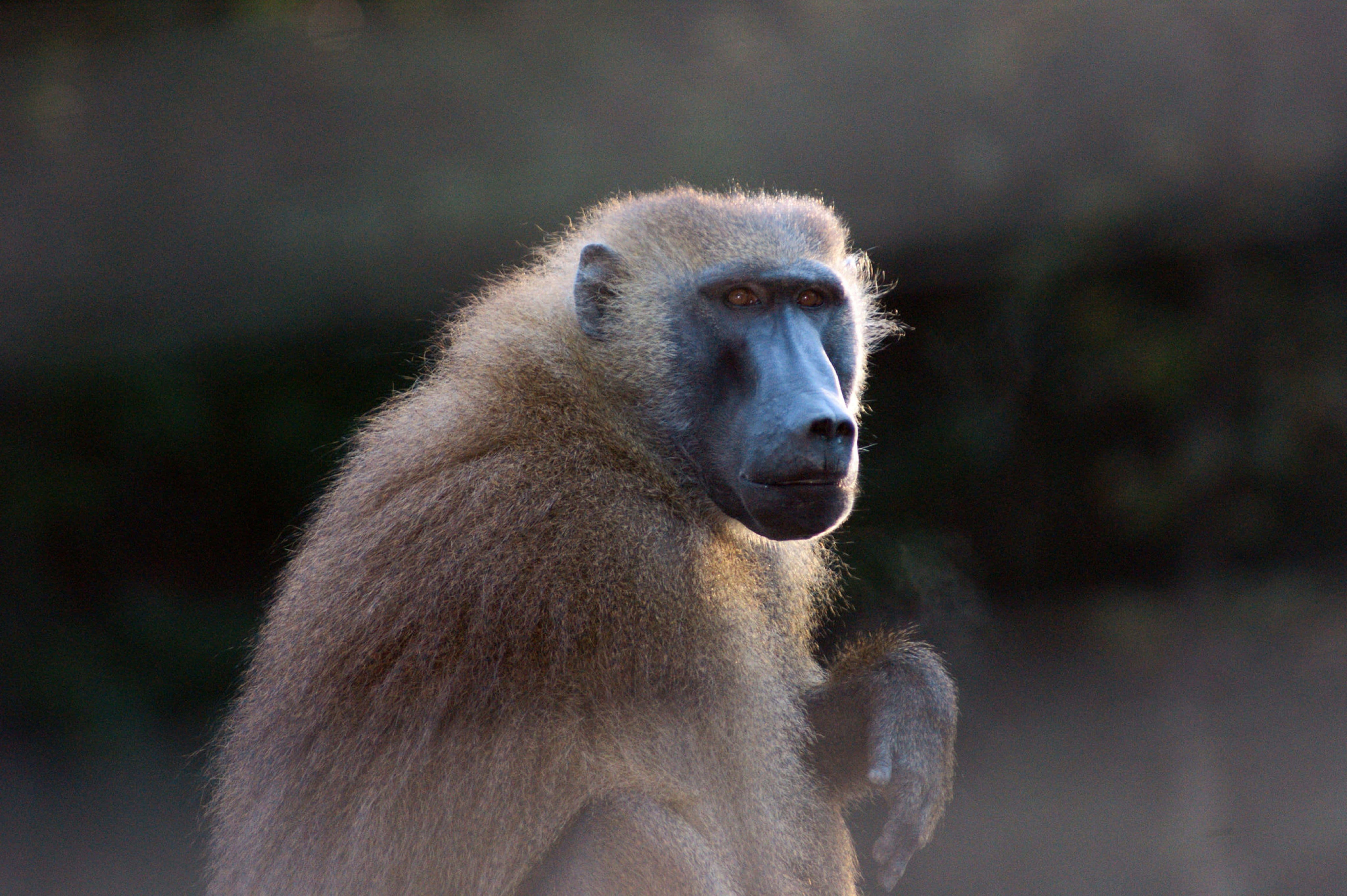 Baboon, blue face, brown fur, 5K Desktop Wallpaper