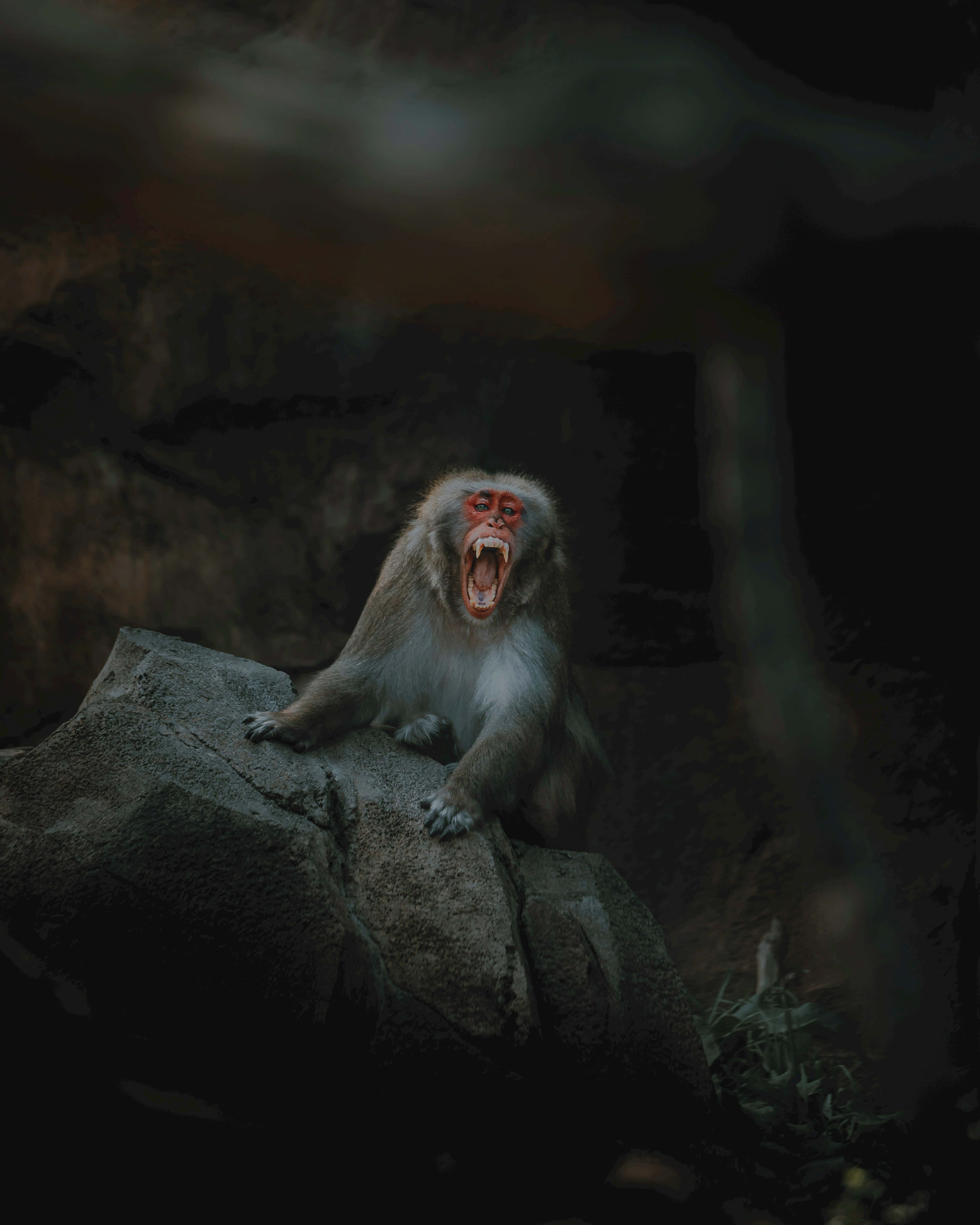 Baboon, rock, dark forest, 4K Phone Wallpaper