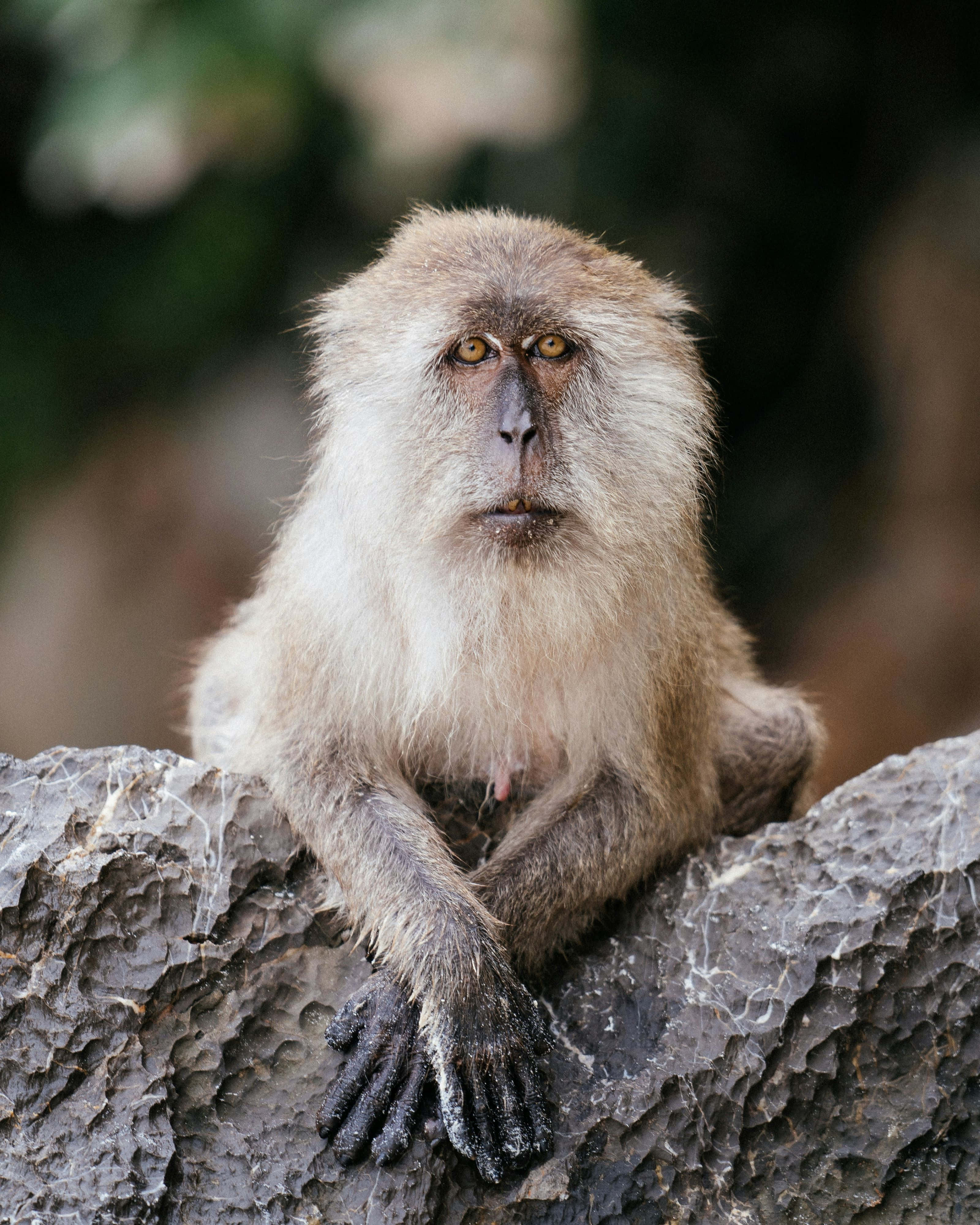 baboon, amber eyes, rough gray rock, 4K Phone Wallpaper