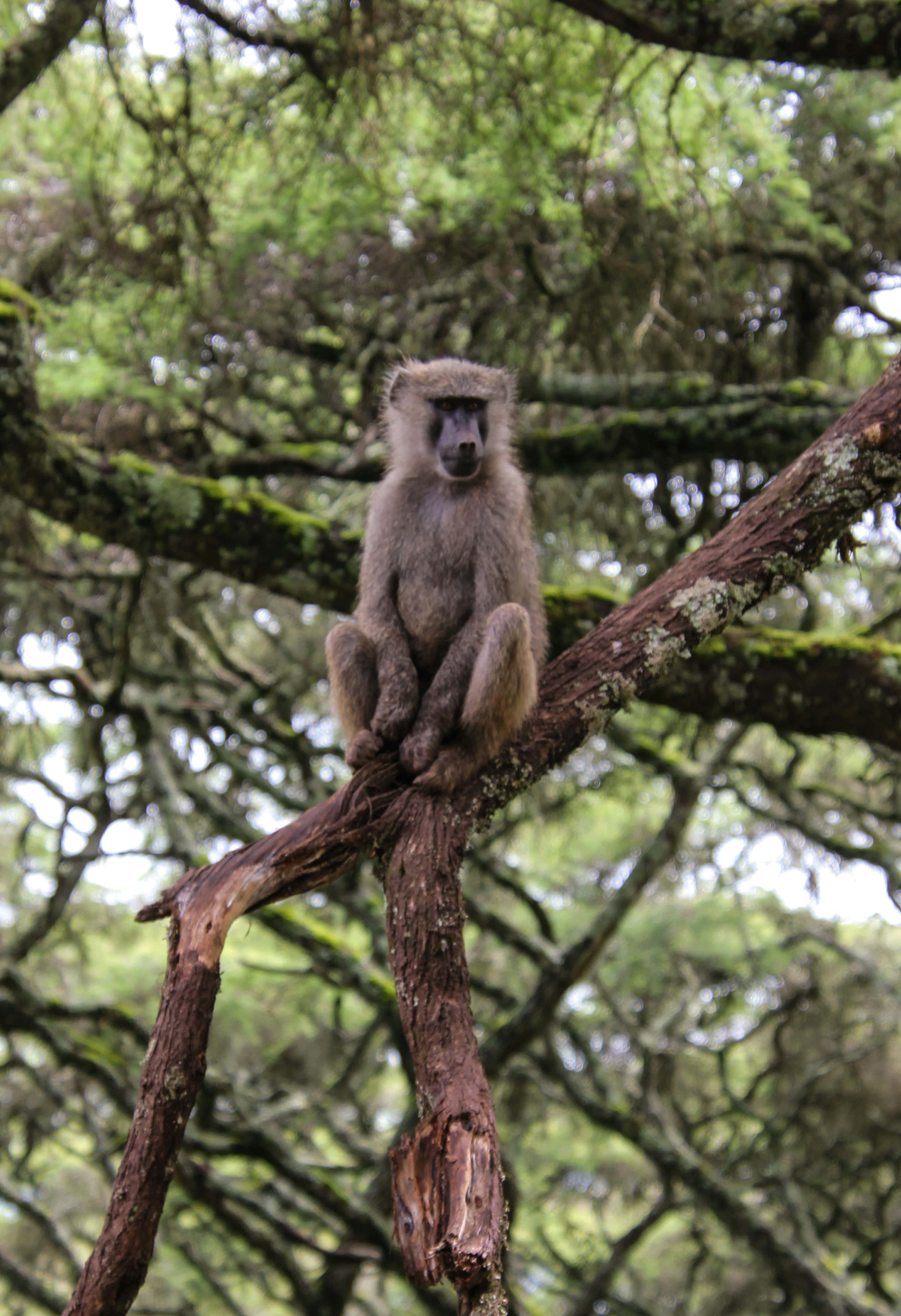 baboon, tree branch, mossy, 4K Phone Wallpaper