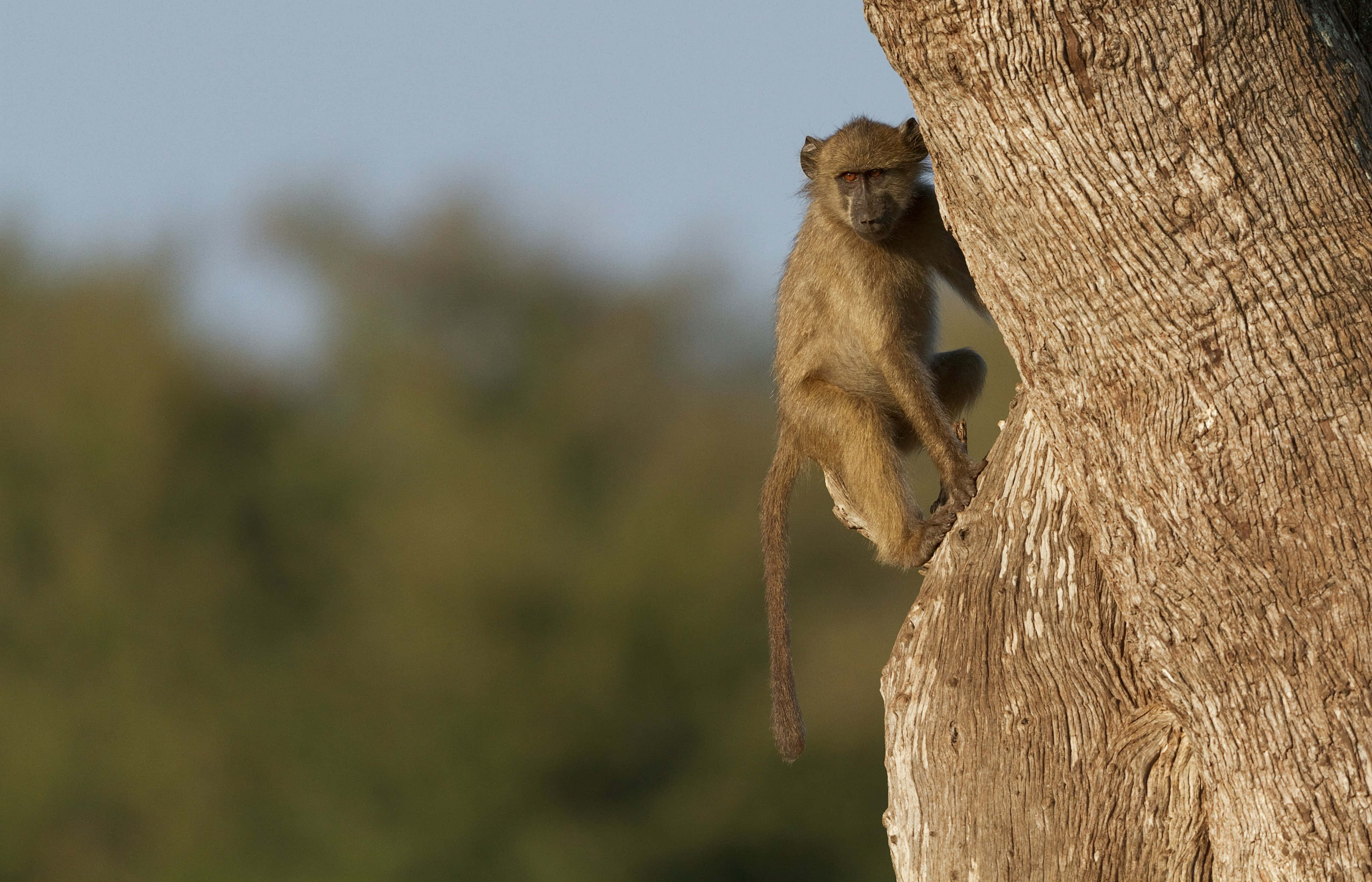 baboon, tree trunk, rugged bark, 4K Desktop Wallpaper