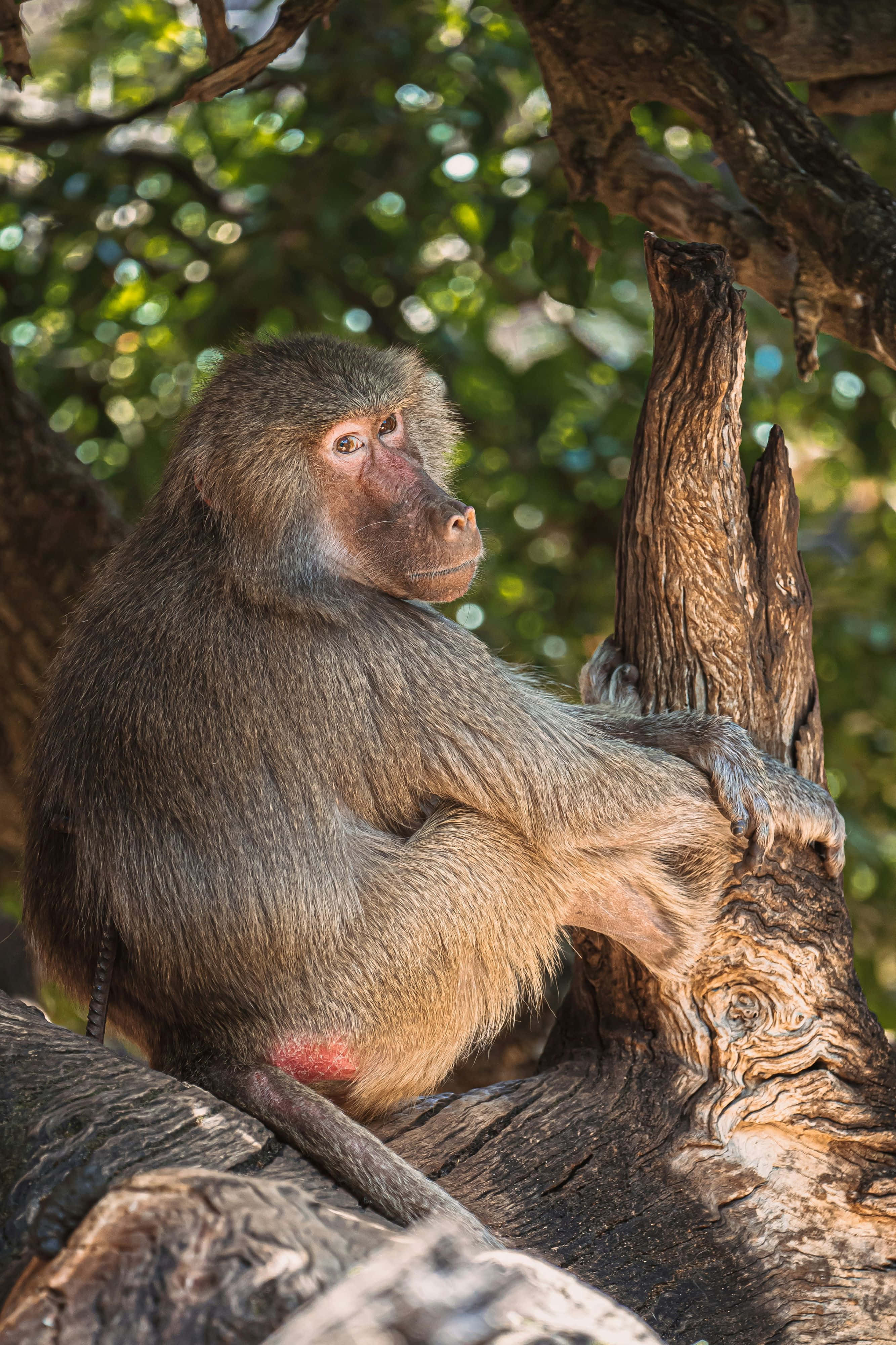 Baboon, gnarled tree branch, dappled sunlight, 4K Phone Wallpaper