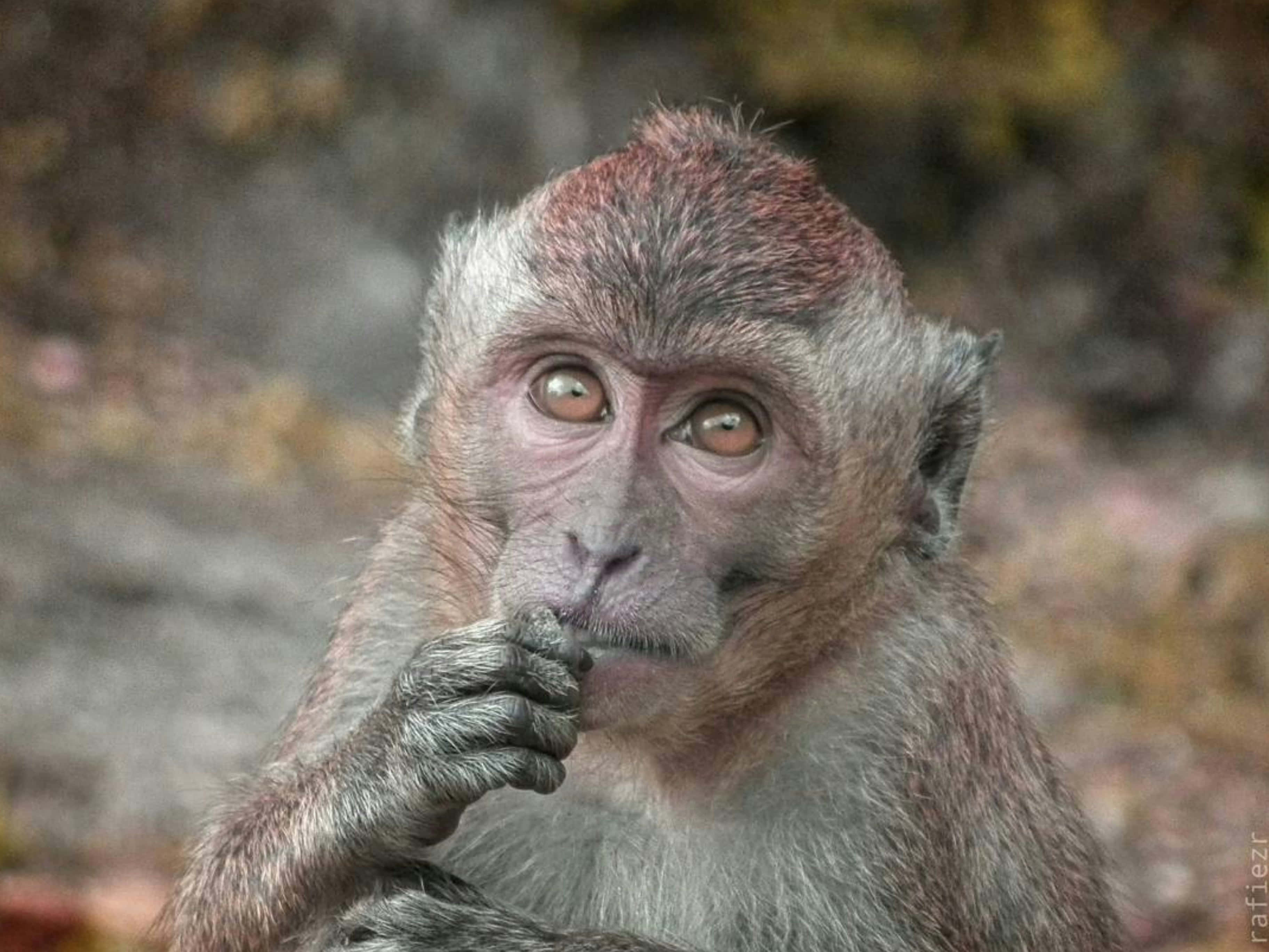 contemplative baboon, wide brown eyes, gray fur, 2K Desktop Wallpaper