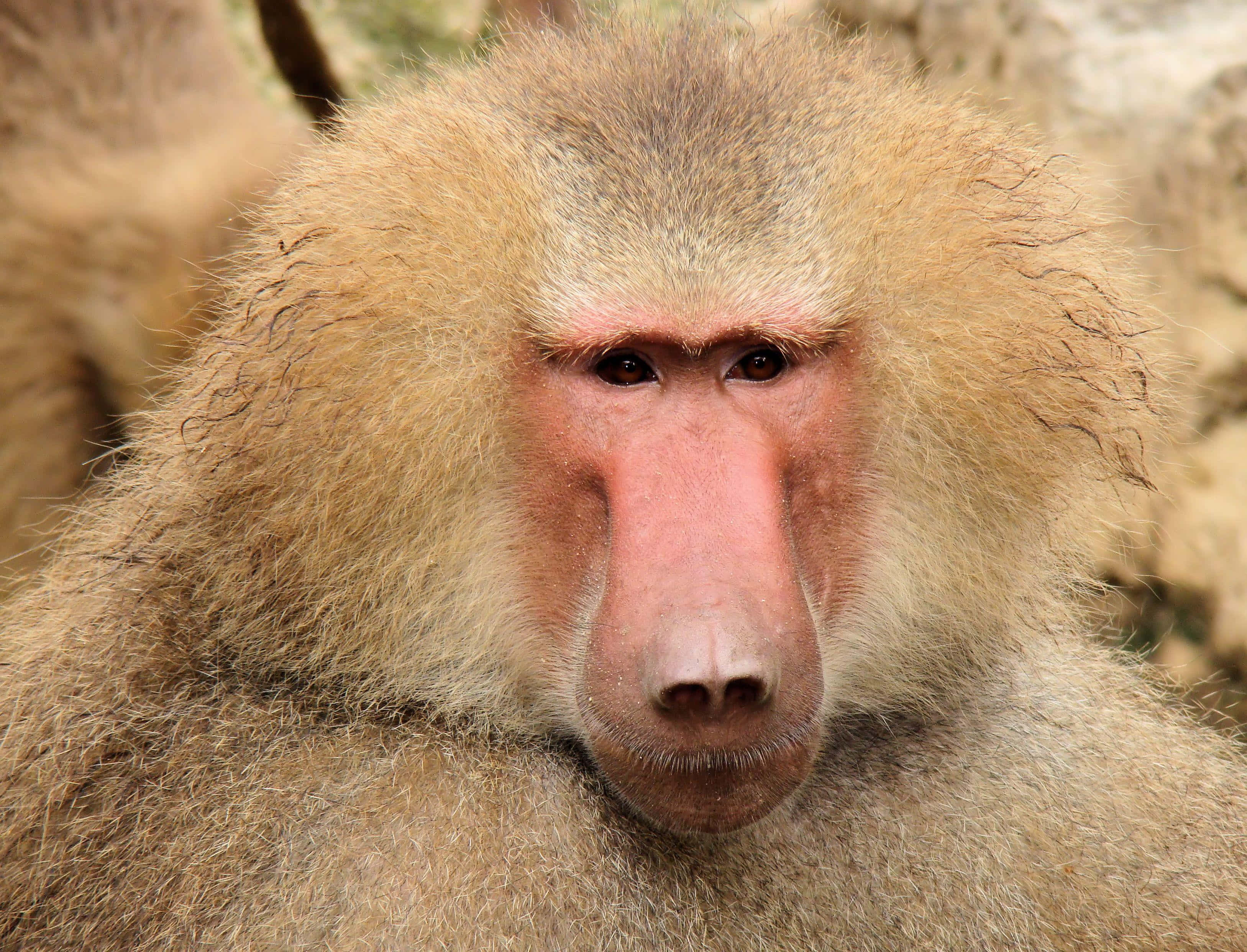 Baboon, reddish face, thick fur, 2K Desktop Wallpaper