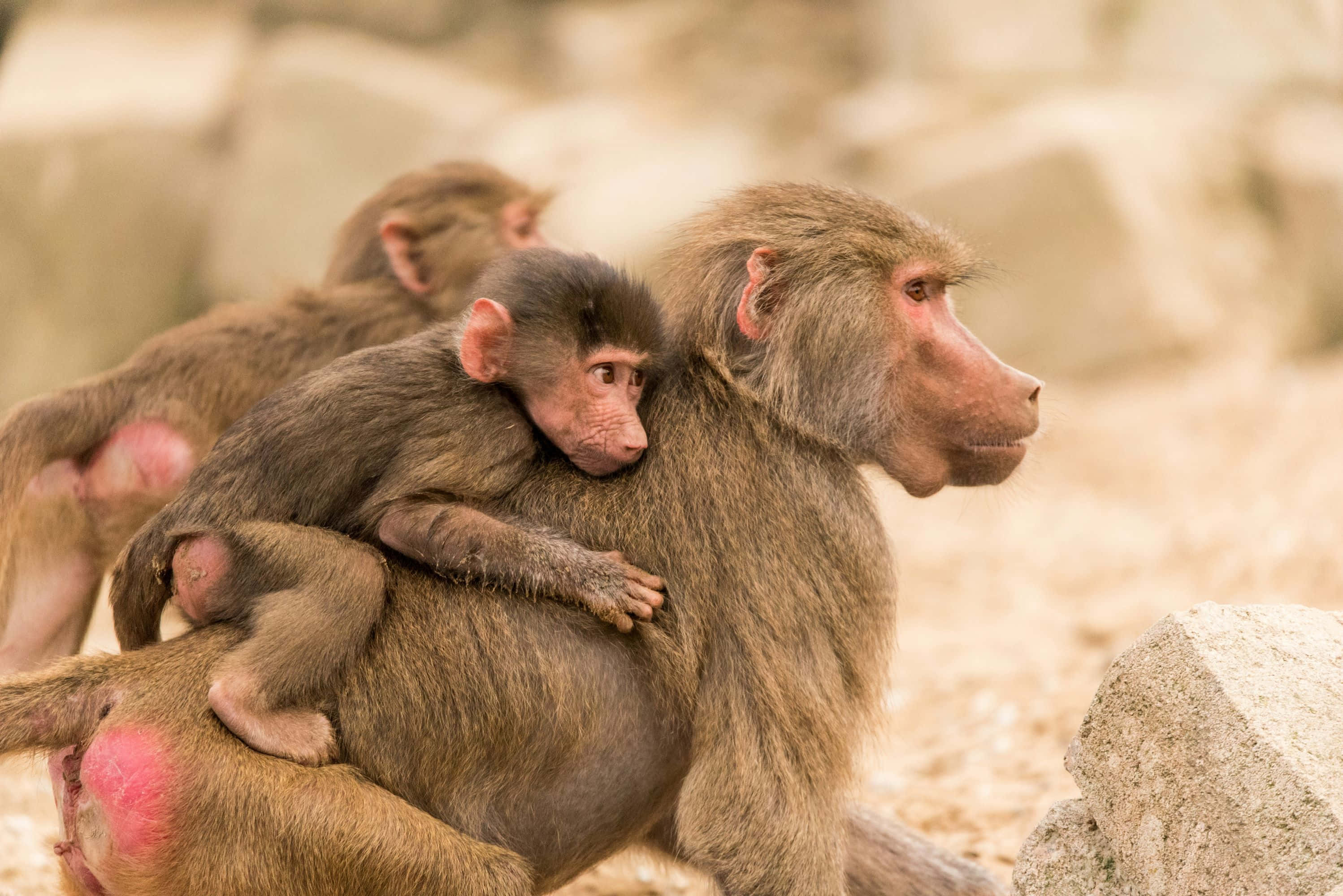 Baboon, mother, young baboon, 2K Desktop Wallpaper