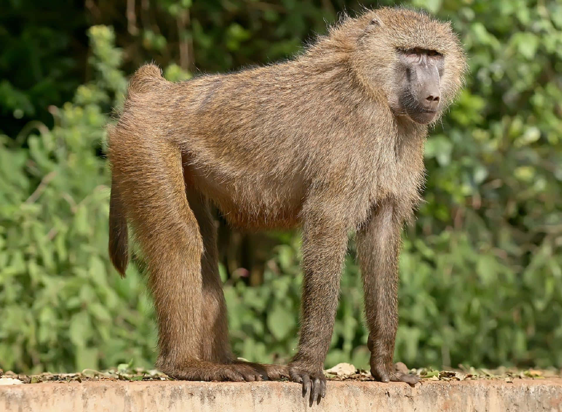 Baboon, stone ledge, lush green foliage, Full HD Desktop Wallpaper