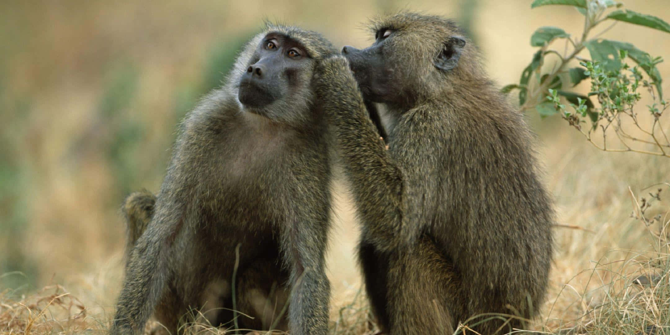 baboons, grooming, dry grass, Full HD Desktop Wallpaper