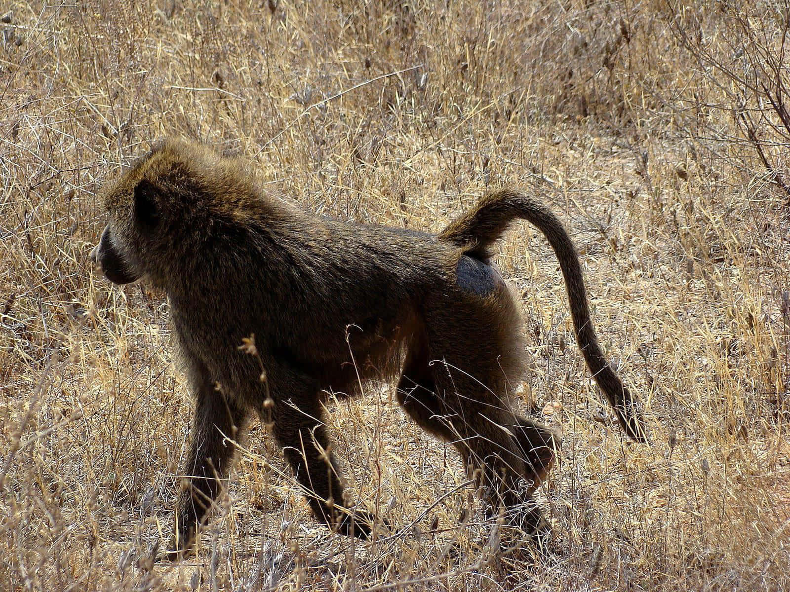 baboon, savannah, golden grass, HD Desktop Wallpaper