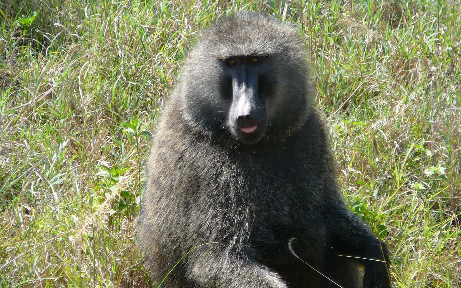 Baboon, Grassland, Sunlit grass, HD Desktop Wallpaper