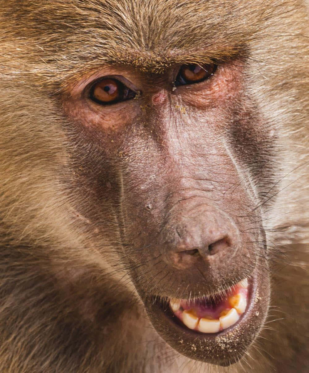 baboon, close-up, bared teeth, SD Phone Wallpaper