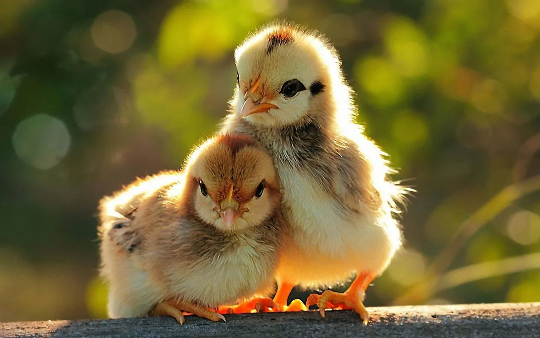 Baby Animals