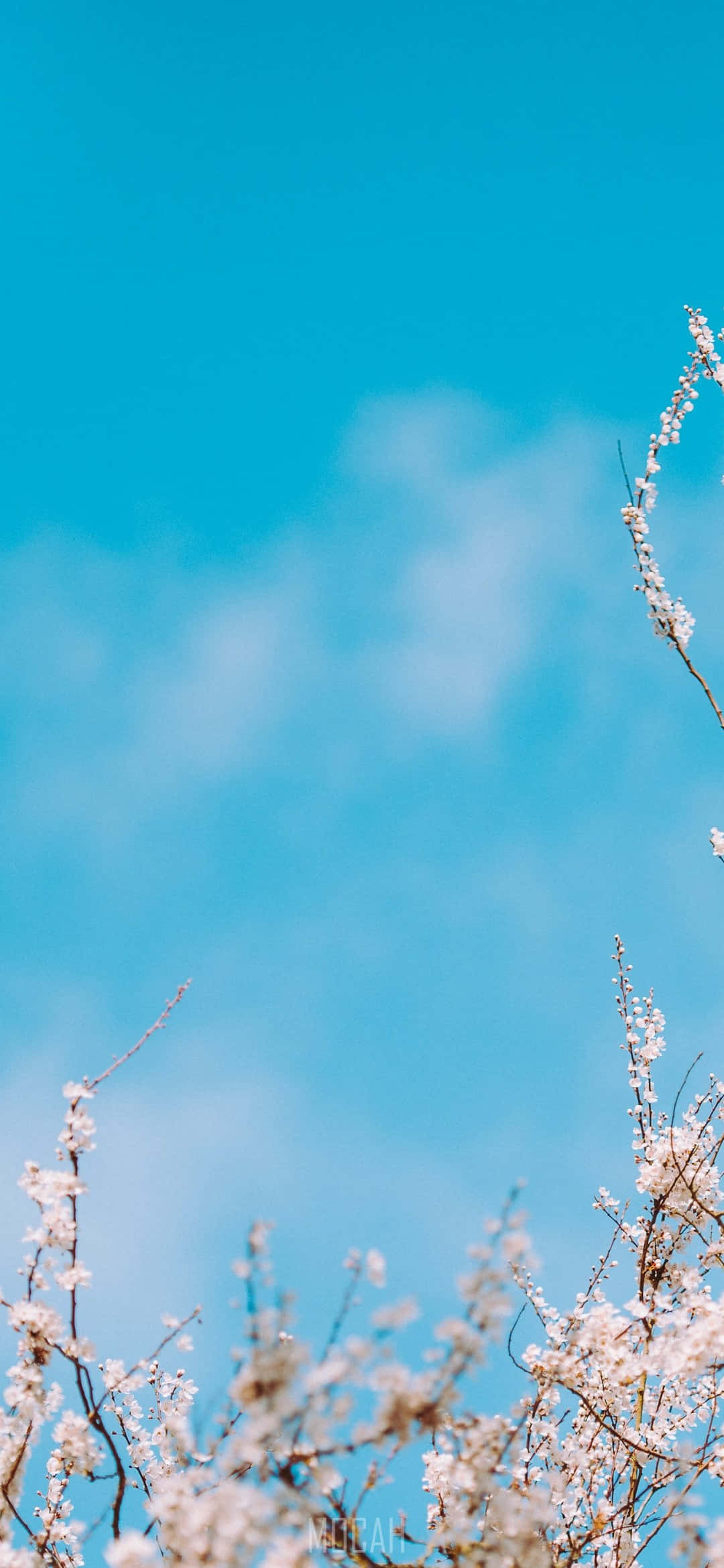 Baby Blue Light Blue Aesthetic, white cherry blossoms, vibrant blue sky, Full HD Phone Wallpaper