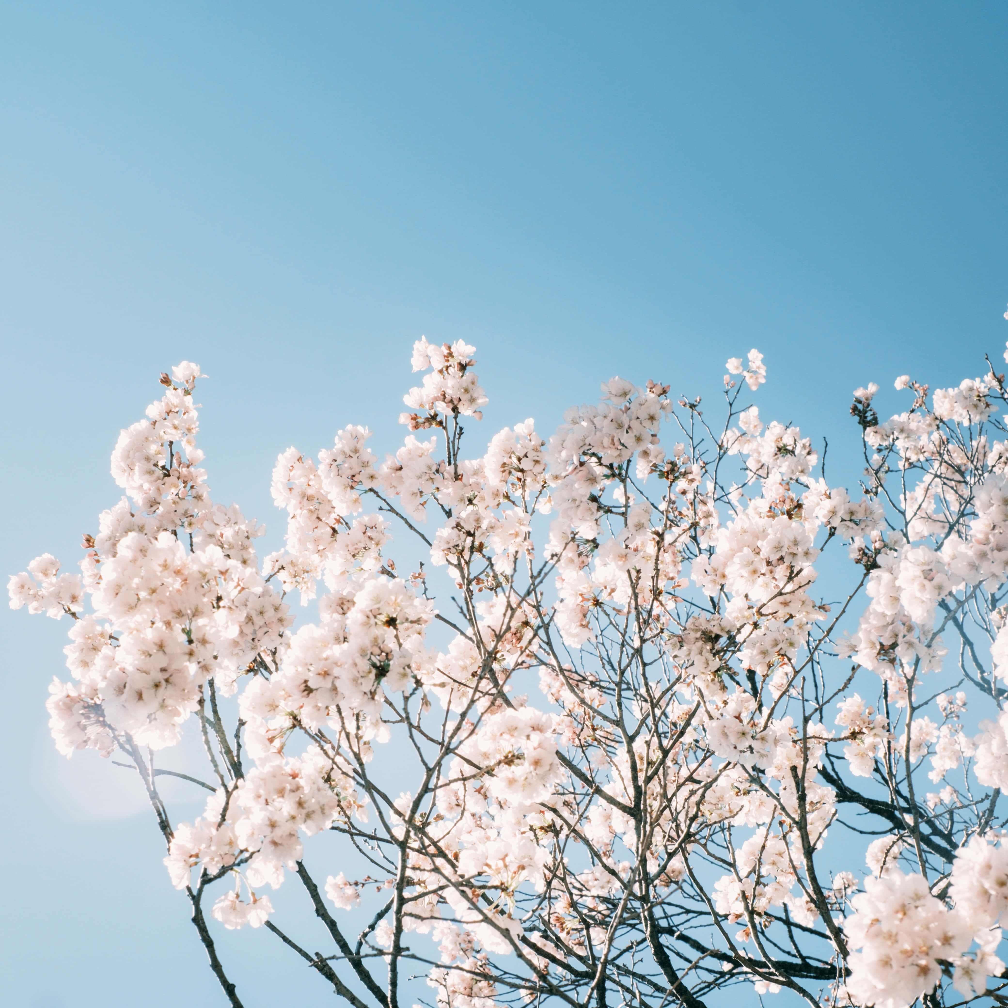 Baby Blue Light Blue Aesthetic, white cherry blossoms, clear blue sky, 4K Desktop Wallpaper