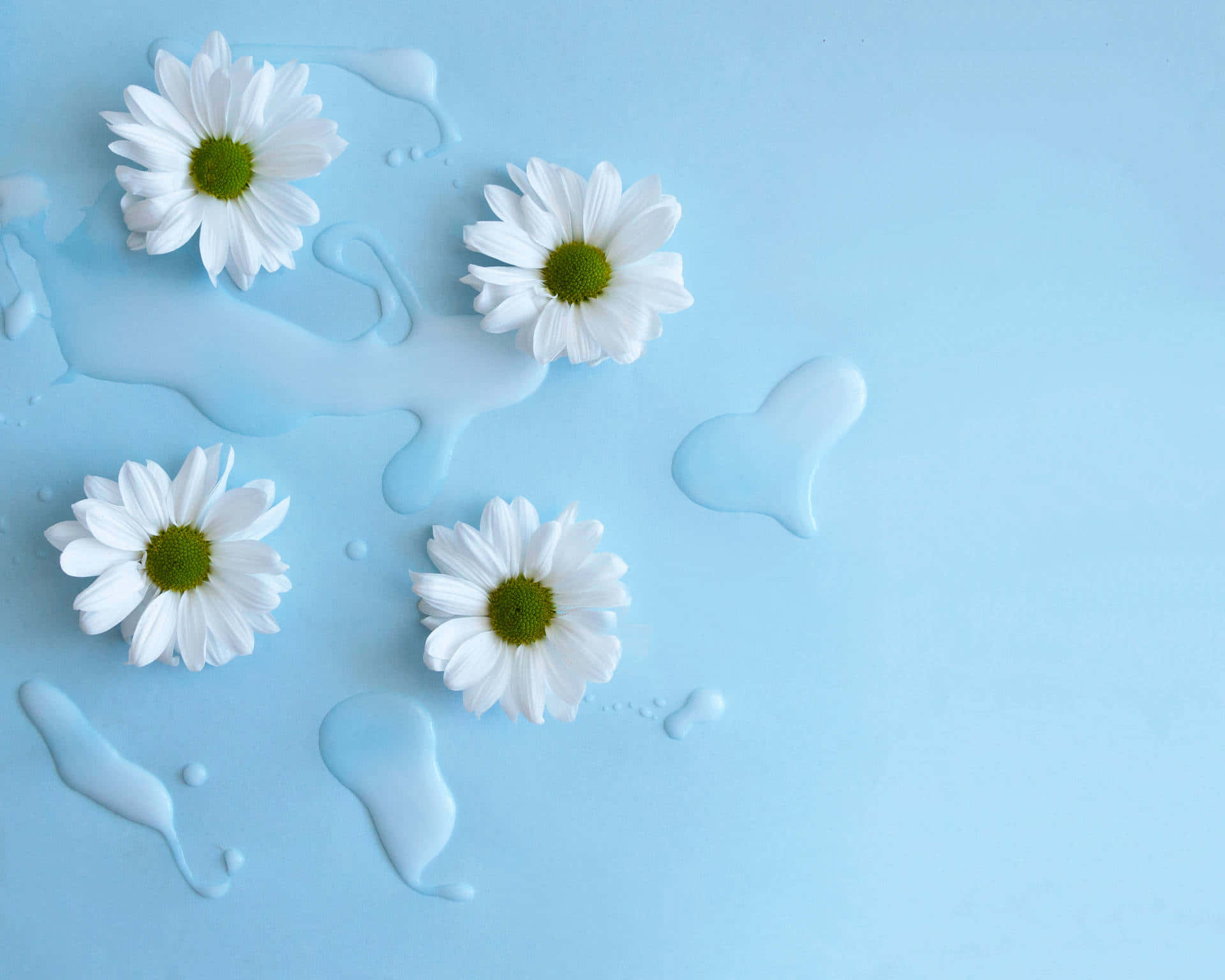 Baby Blue Light Blue Aesthetic, white daisy flowers, translucent water droplets, Full HD Desktop Wallpaper