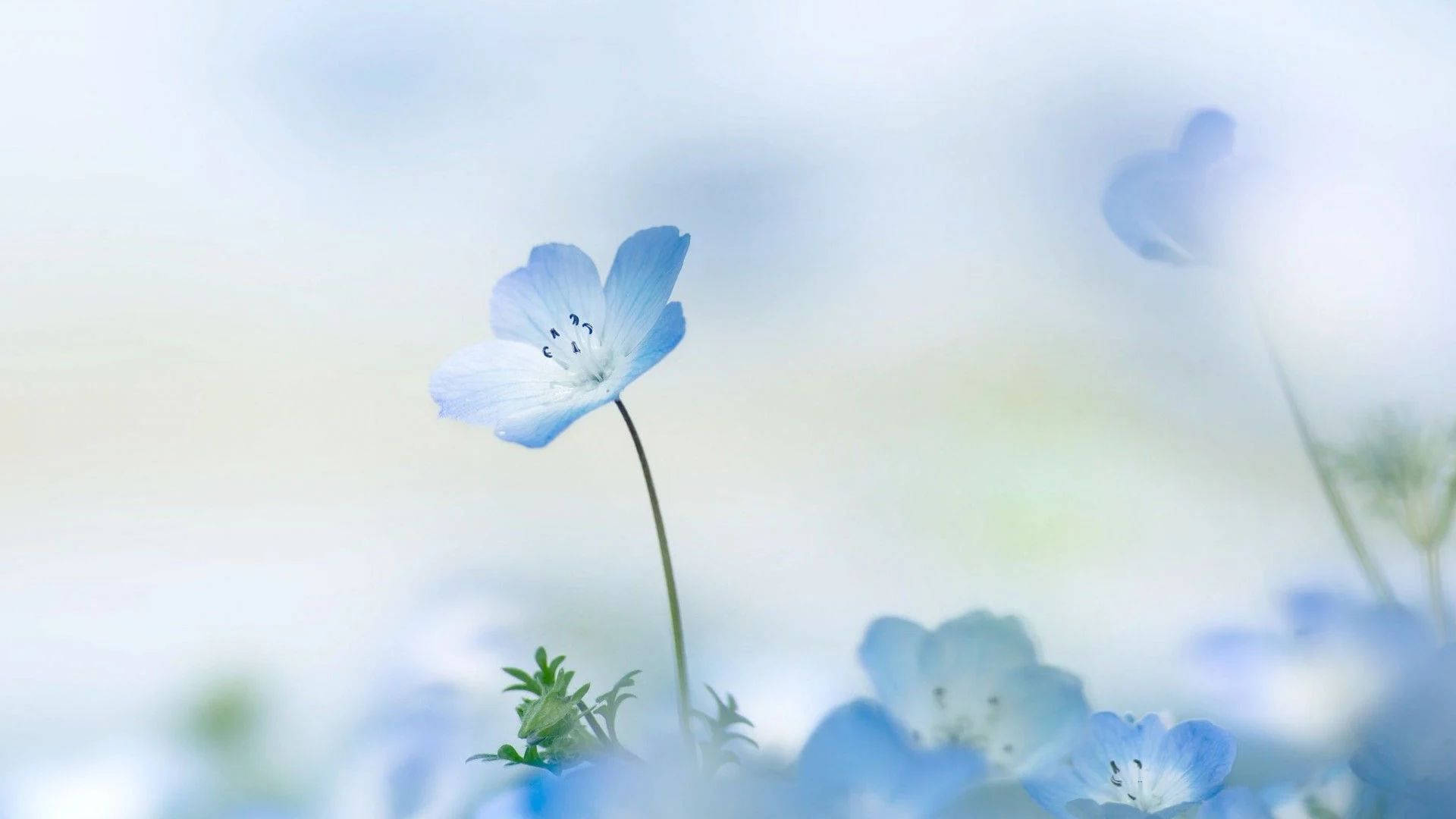 Baby Blue Flowers, delicate blue flower, pastel sky, Full HD Desktop Wallpaper