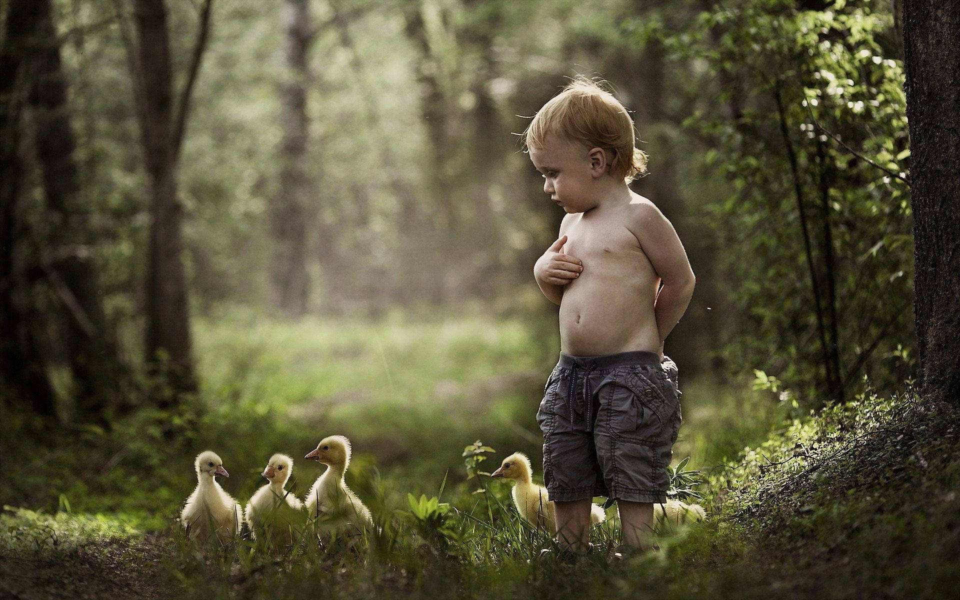 Baby Boy, ducklings, sunlit forest clearing, Full HD Desktop Wallpaper