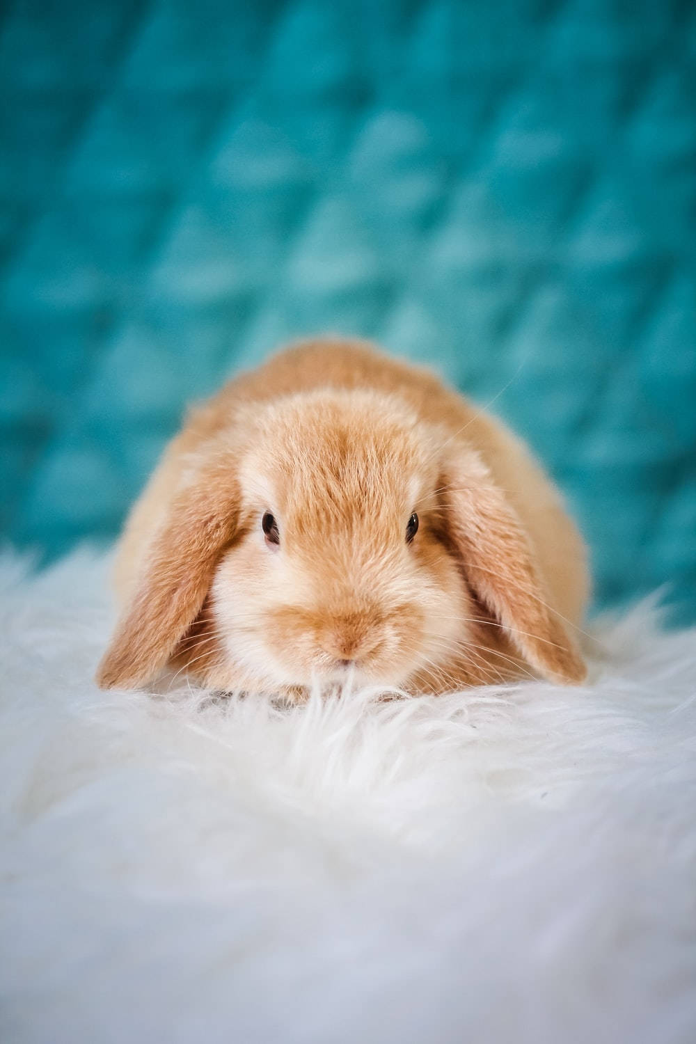 cutesy brown baby bunny, fluffy light brown lop-eared rabbit, soft white textured blanket, HD Phone Wallpaper