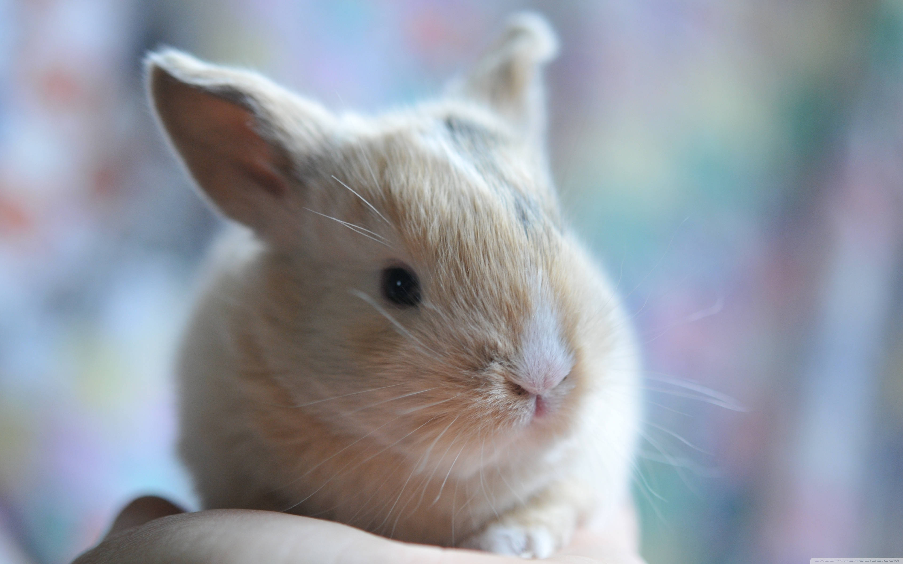 Baby Bunny, light brown rabbit, soft-focus close-up, 4K Desktop Wallpaper