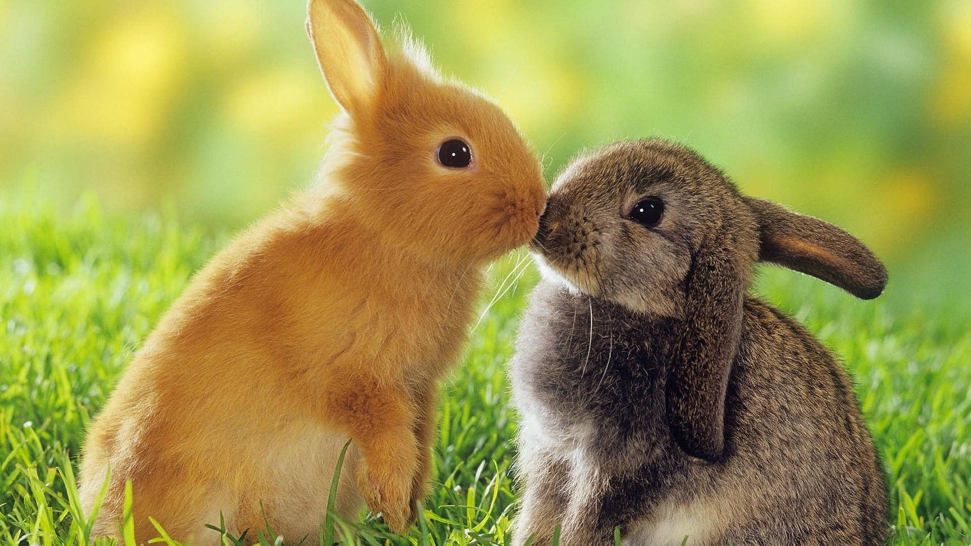cute baby bunnies, orange rabbit, gray rabbit, Full HD Desktop Wallpaper