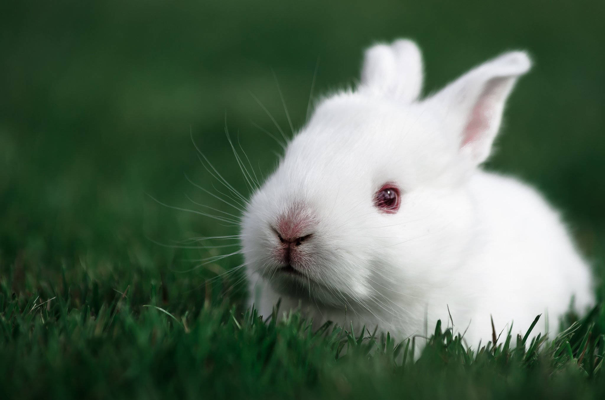 White Baby Bunny, fluffy white rabbit, pink eyes, Full HD Desktop Wallpaper