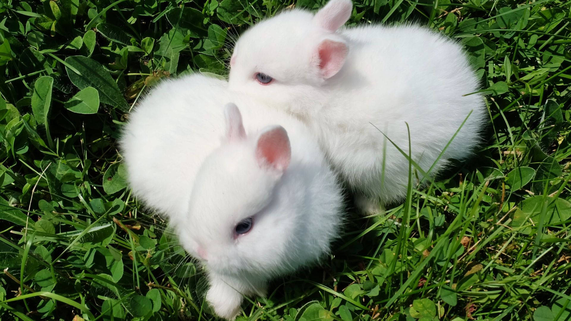 white, fluffy, baby bunnies, Full HD Desktop Wallpaper