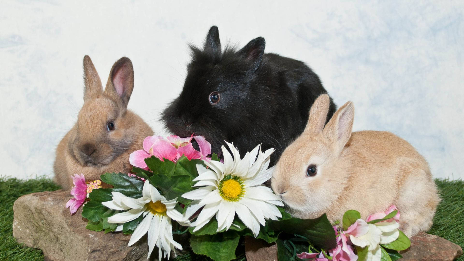 baby bunnies, black, tan, Full HD Desktop Wallpaper