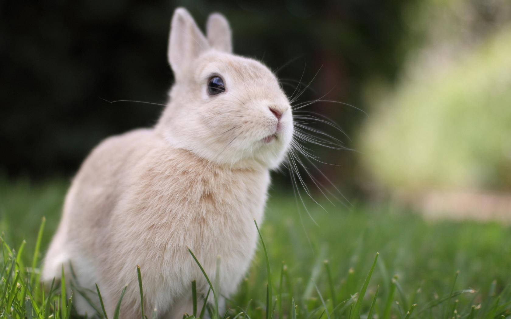 Baby Bunny, cream-colored, vibrant green grass, HD Desktop Wallpaper