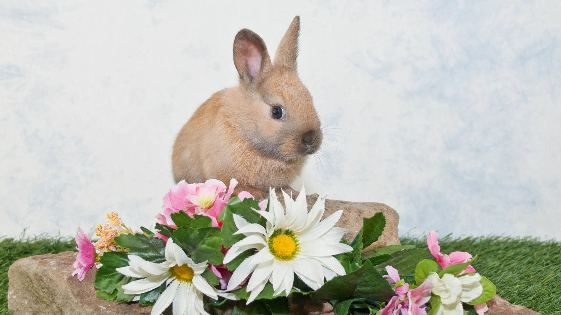 brown baby bunny, pink and white daisies, stone, Full HD Desktop Wallpaper