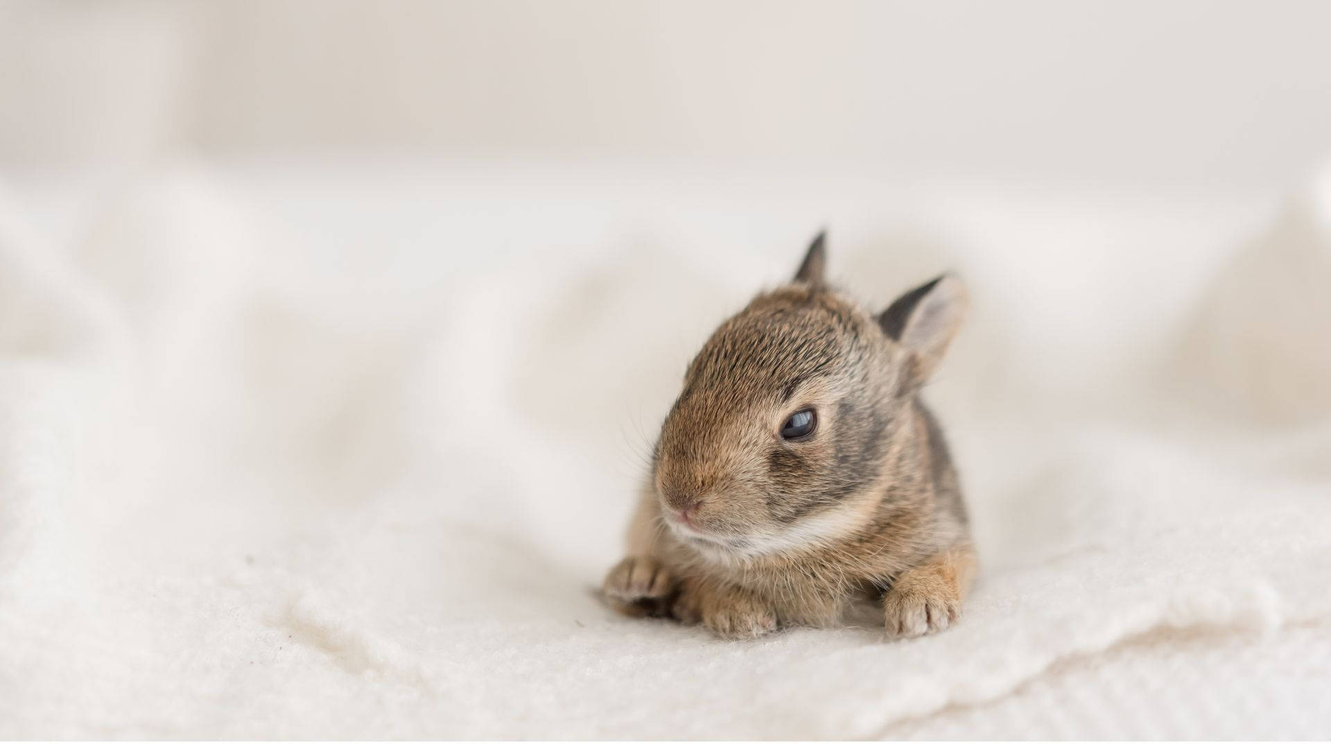brown baby bunny, soft white textured blanket, shallow depth of field, Full HD Desktop Wallpaper